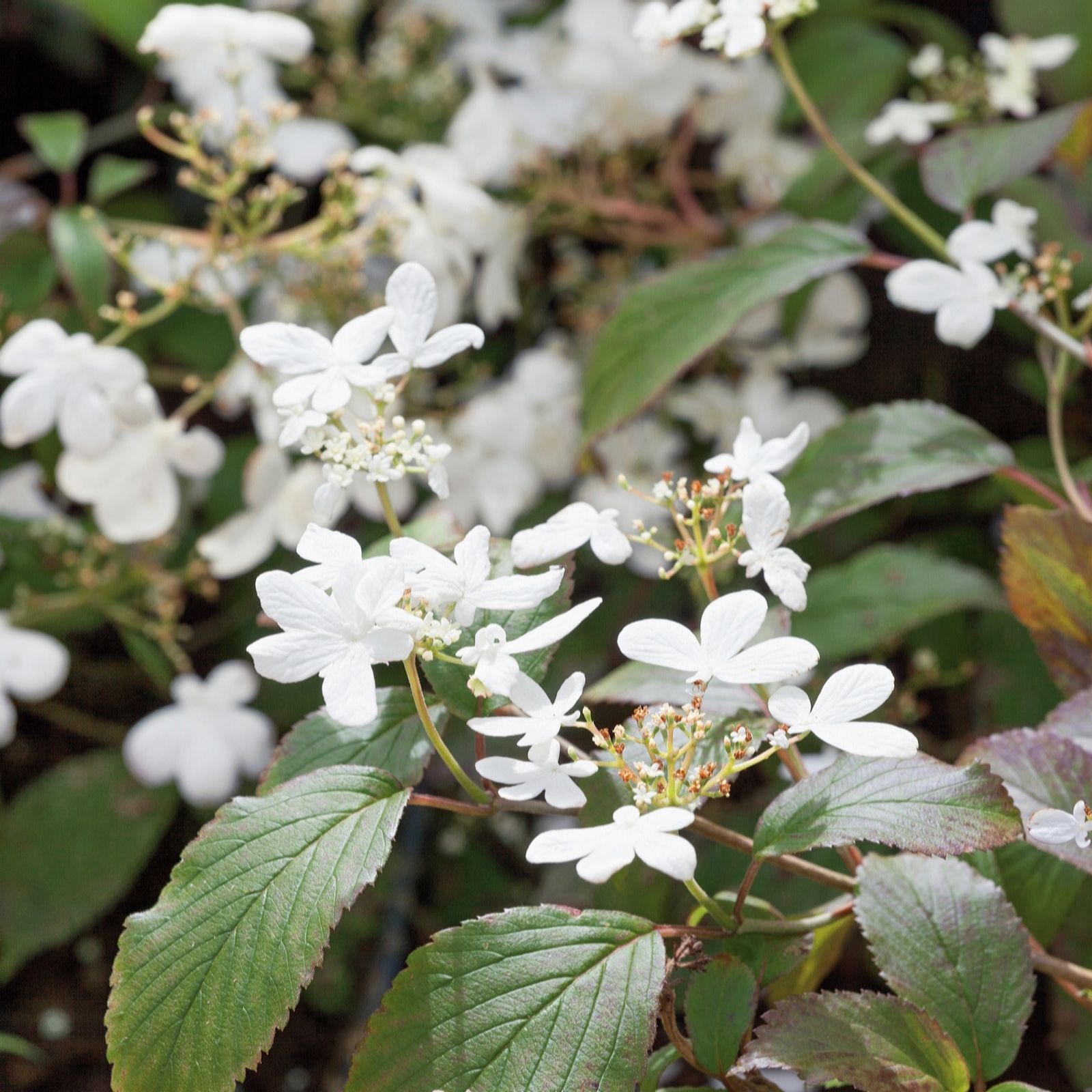 Plants2Gardens Viburnum Watanabe 5ltr