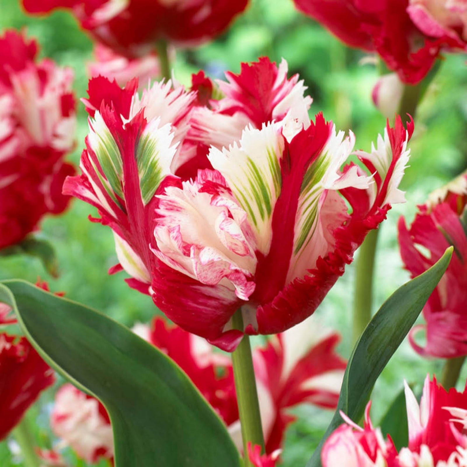 YouGarden Tulip 'Estella Rijnveldt' x30 Bulbs