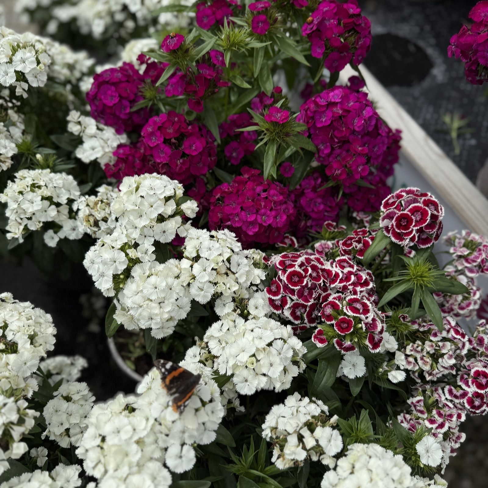 Plants 2 Gardens Dianthus Dart Collection 6 x 6cm