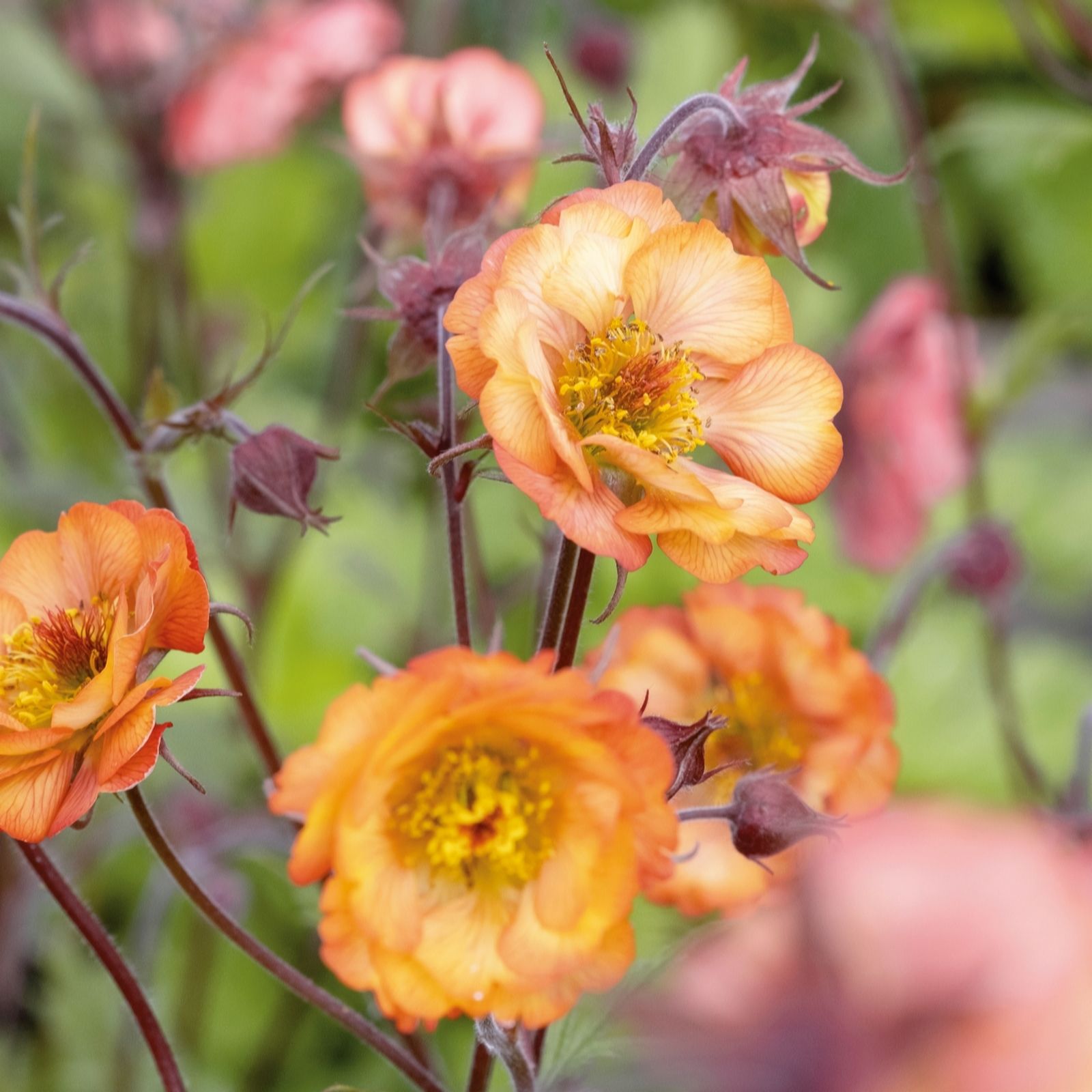 Plants 2 Gardens Geum Rusty Young 3 x 9cm