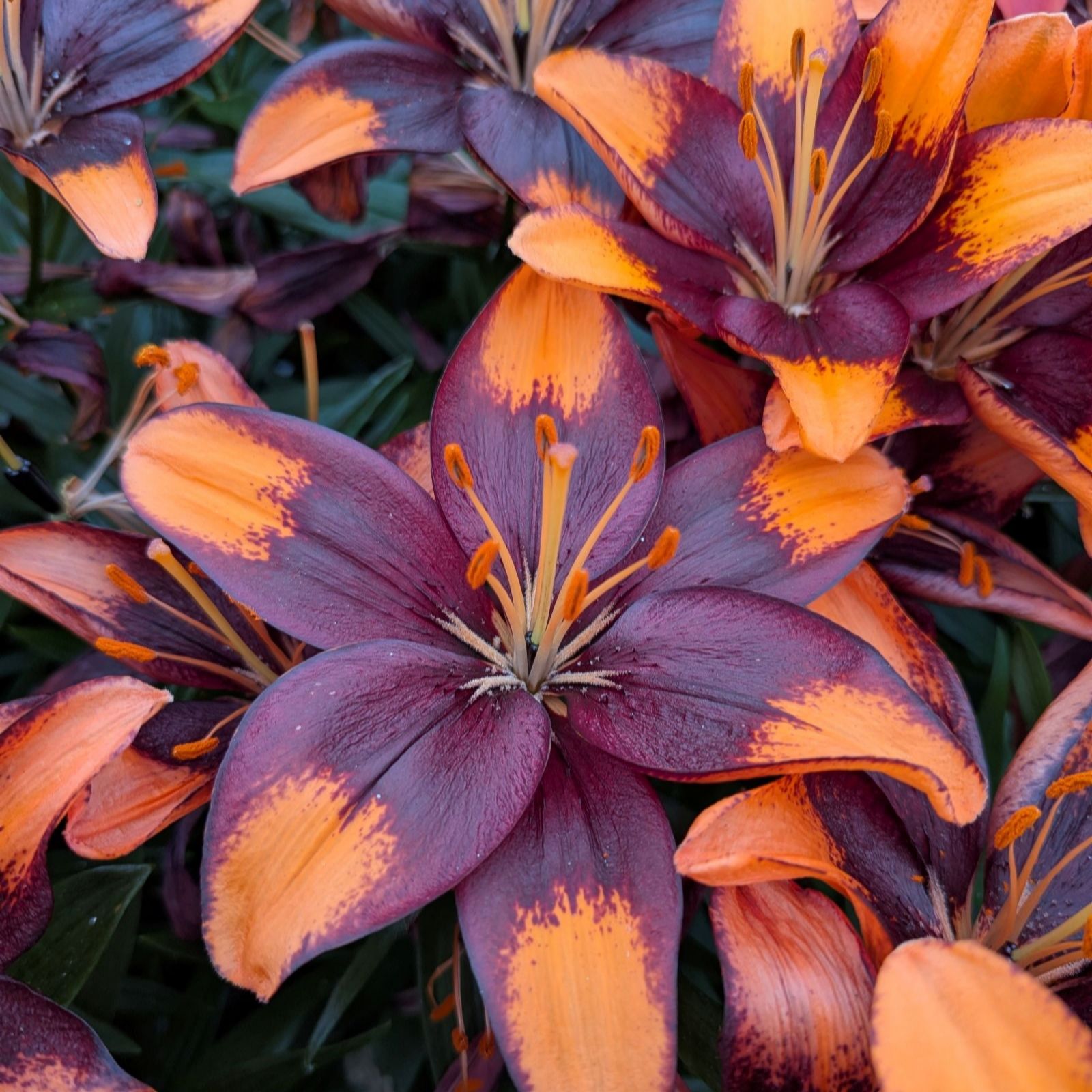 Thompson & Morgan Lily Bicoloured Asiatics Collection x 9 Bulbs