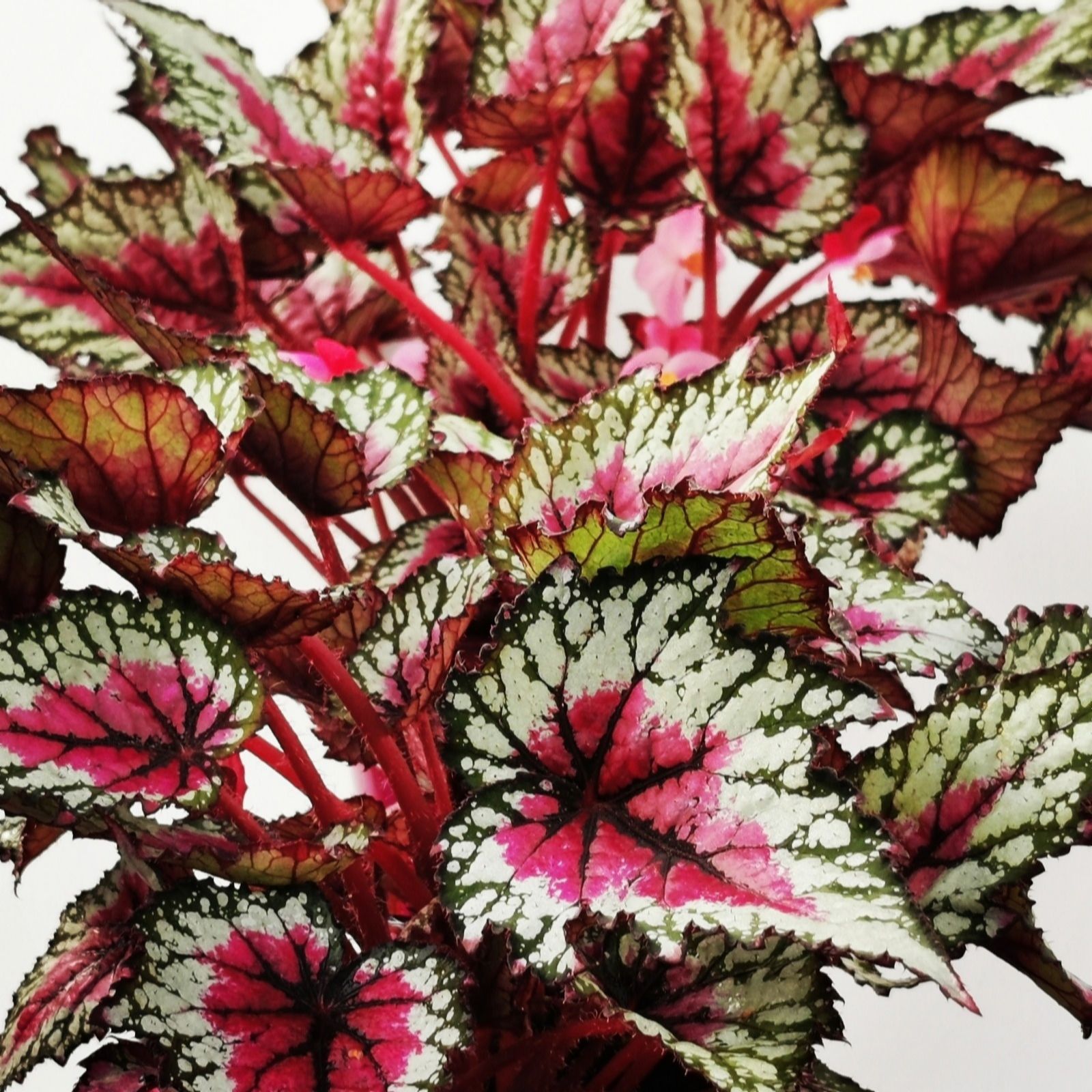 Dibleys Begonia Moulin Rouge