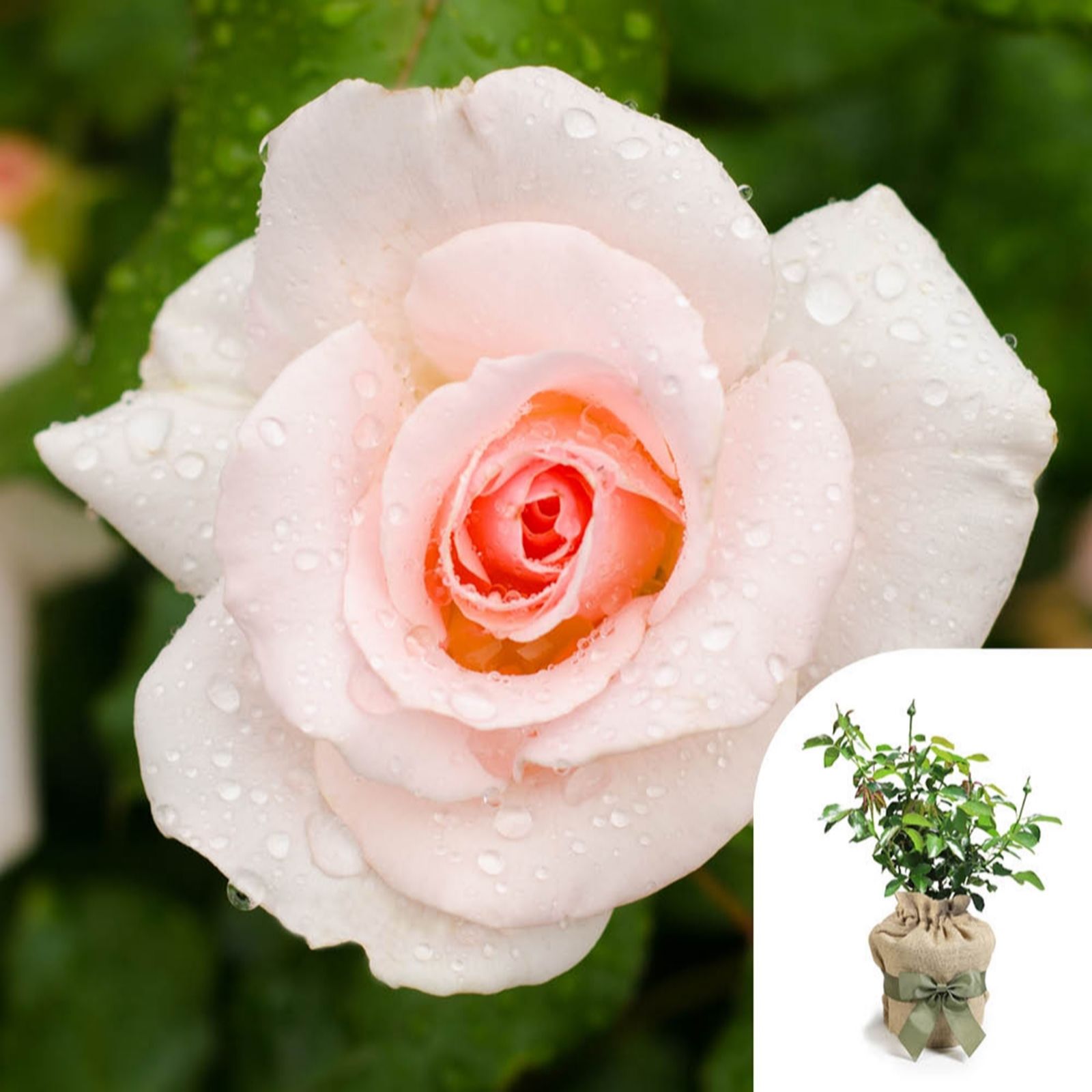 Harkness Roses Rose 'Congratulations' in a 4L pot Gift Wrapped