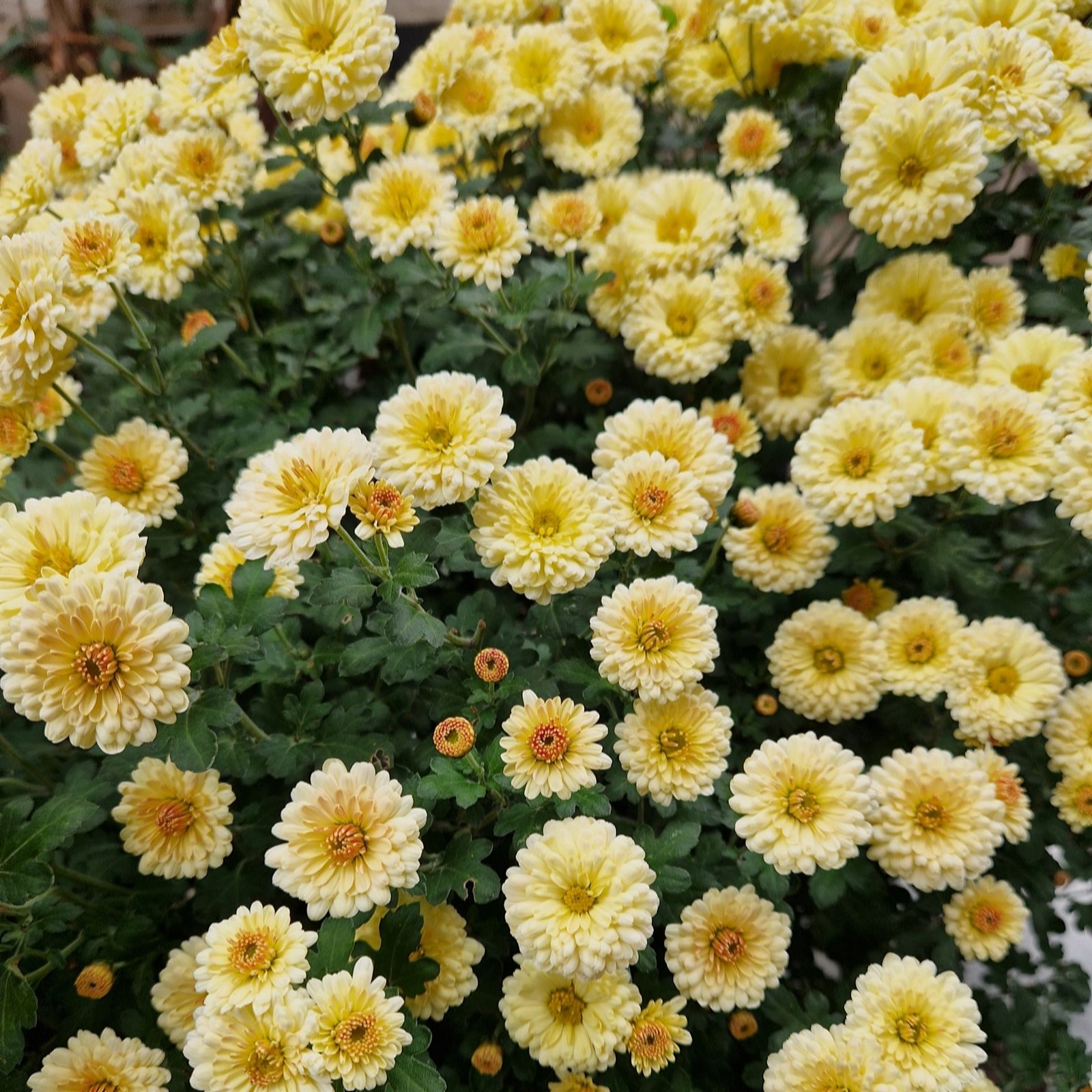 Plants2Gardens Chrysanthemum Creme Brulee 3 x 9cm