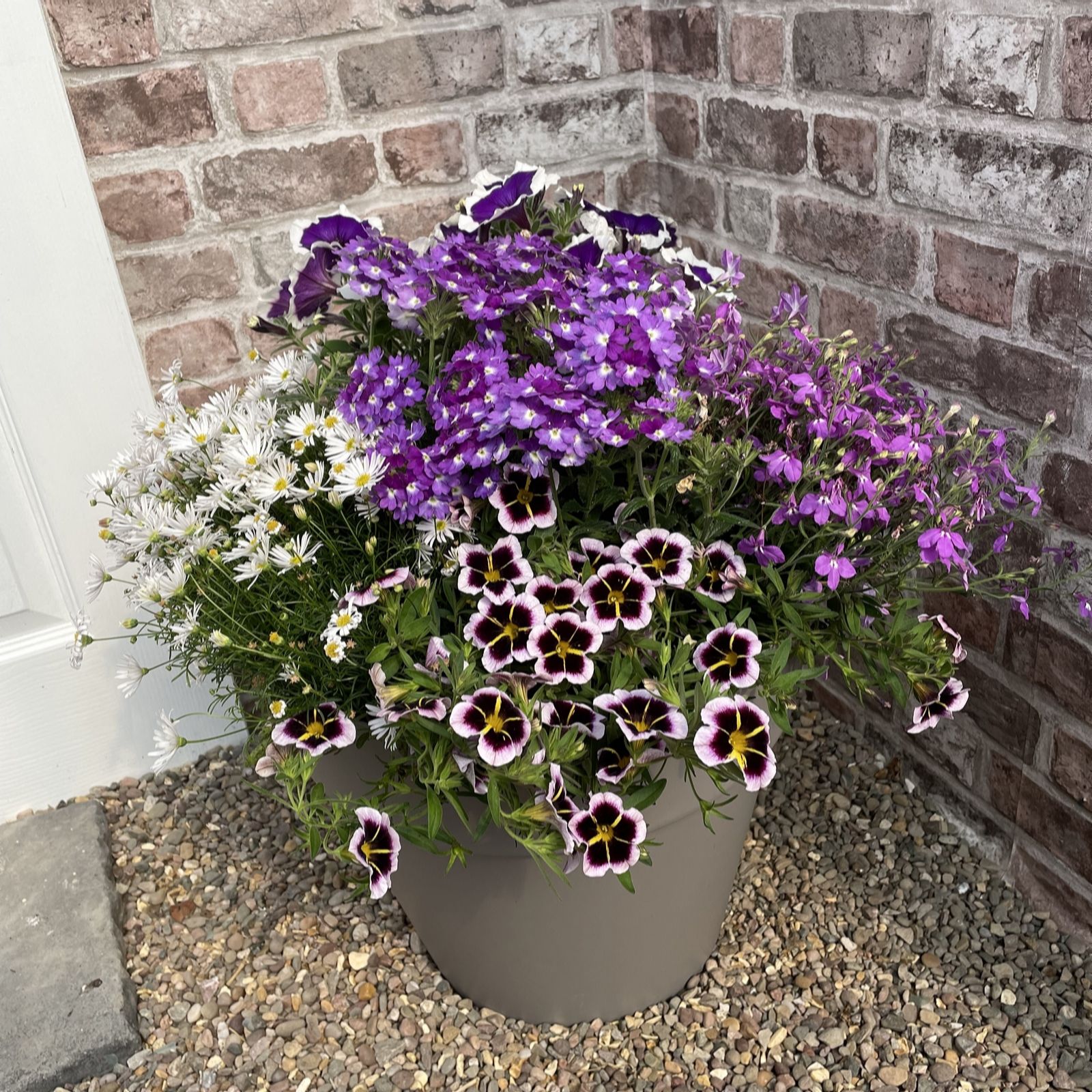 Plants2Gardens Bedding Collection 10x 9cm with Eden Planters