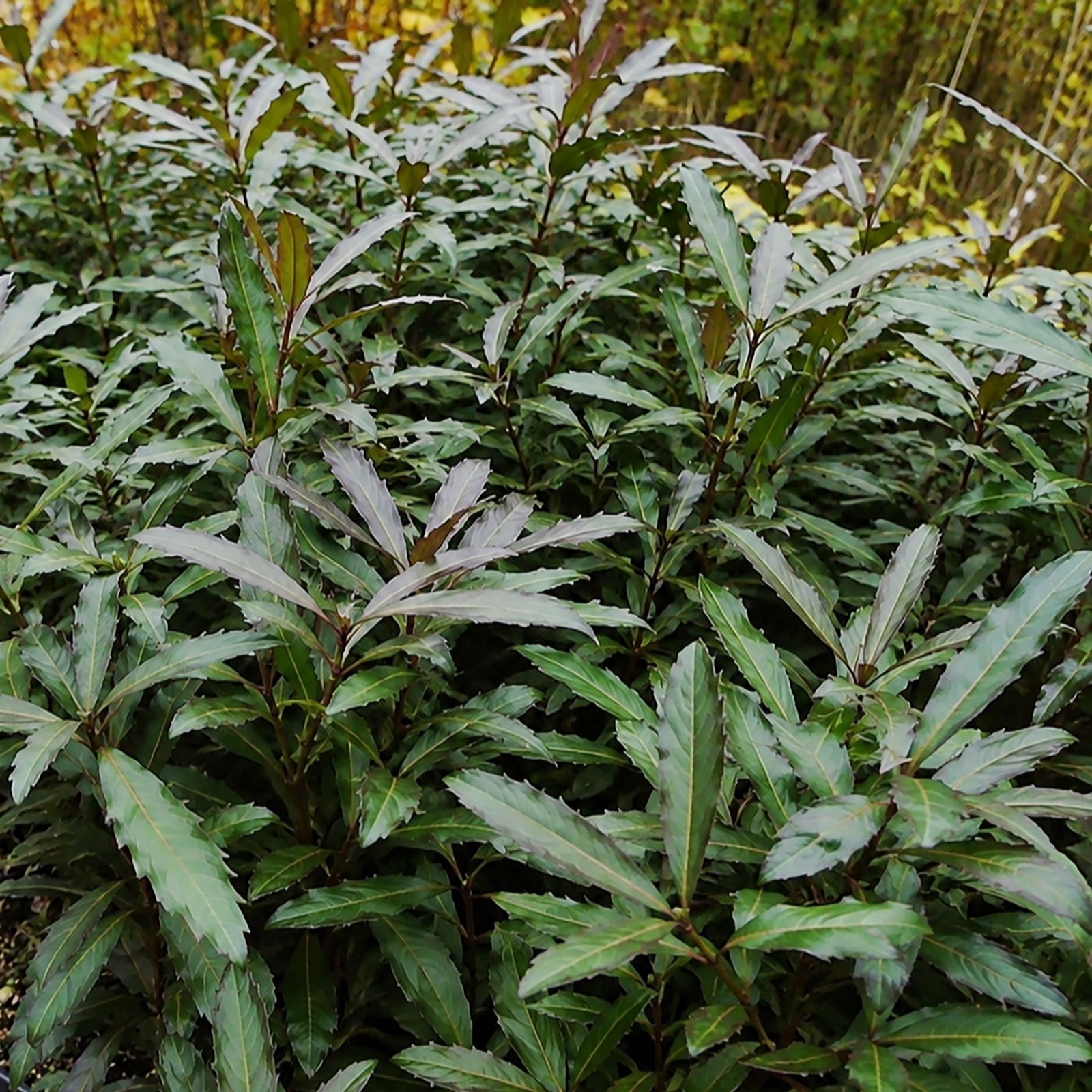 Plants 2 Gardens Pseudopanax Moas Toes 2x 9cm Potted Plants