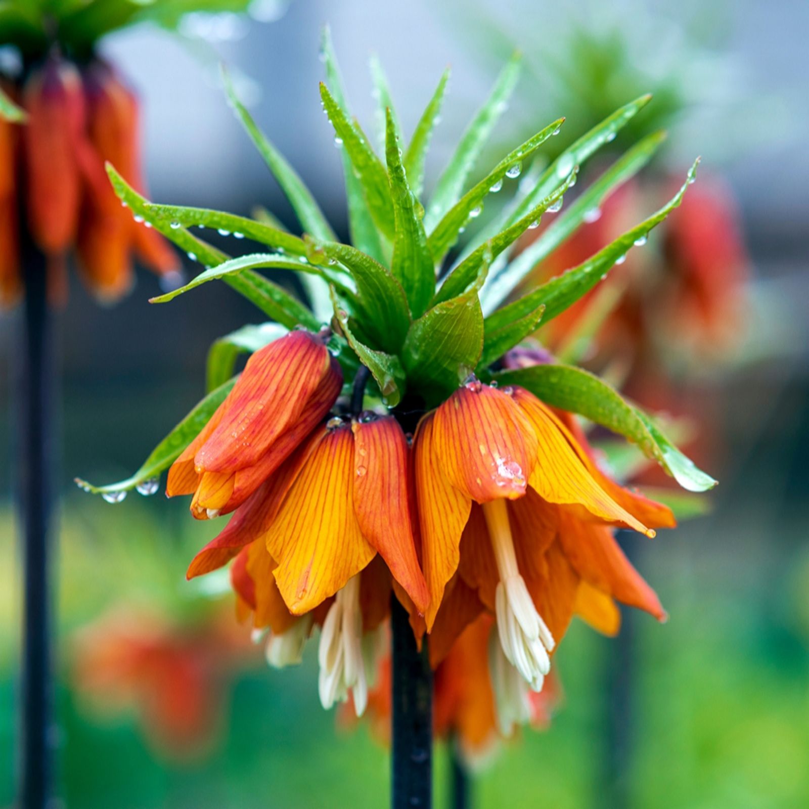 YouGarden Fritillaria 'Crown' collection x6 Bulbs
