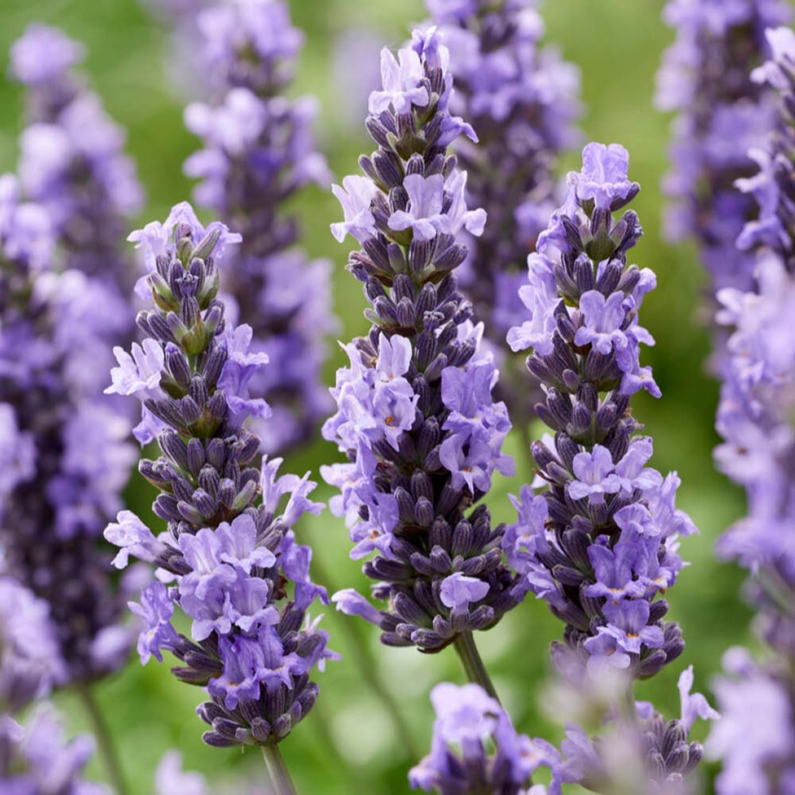YouGarden Pair of Lavender Intermedia  Sensational in 2L Pots