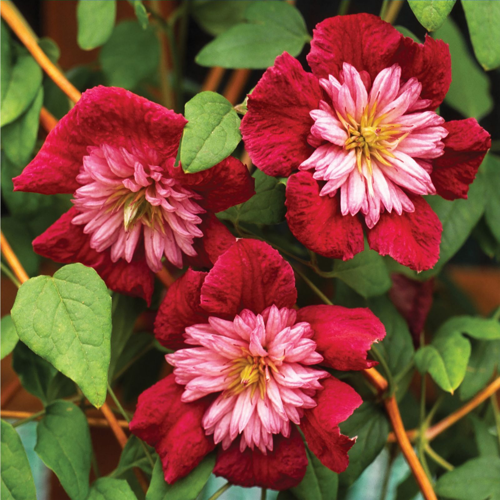 de Jager Delightful Double Raymond Evison Clematis x 3 - QVC UK