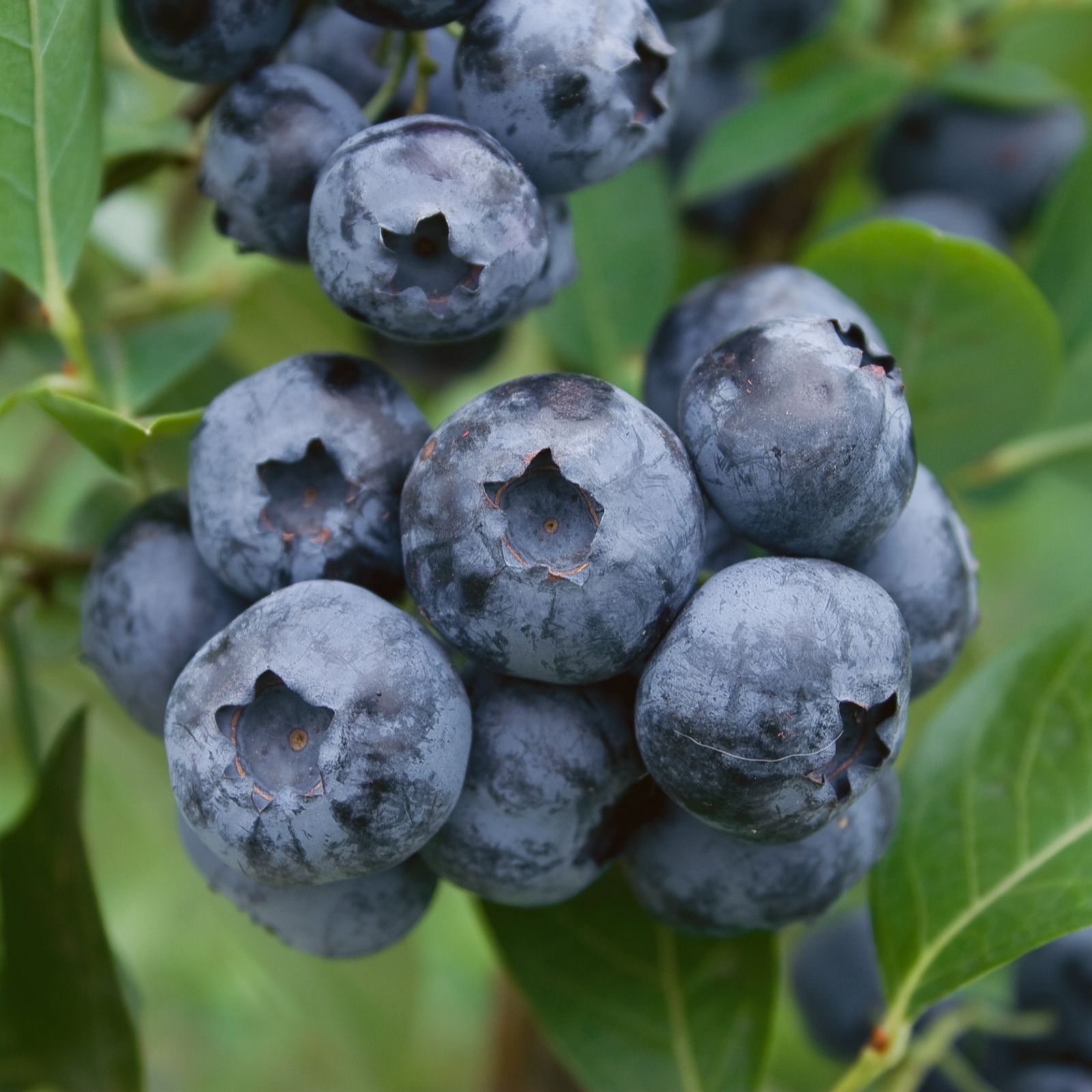 Plants2Gardens Blueberry Titanium 1.5ltr - QVC UK