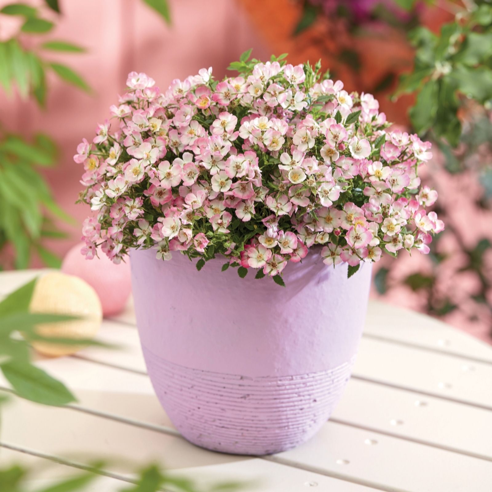 Thompson & Morgan Rose Cutie Pie 12cm Pot x 2 - QVC UK