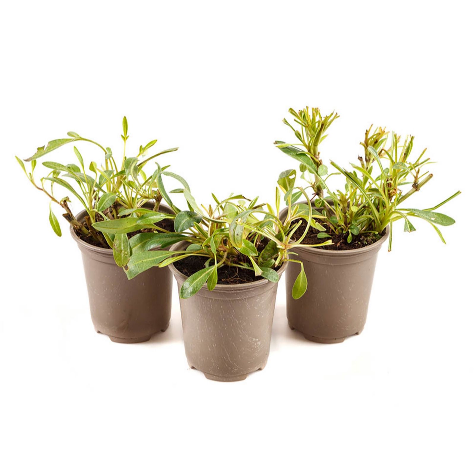 YouGarden Coreopsis Early Sunrise 9cm pots x3