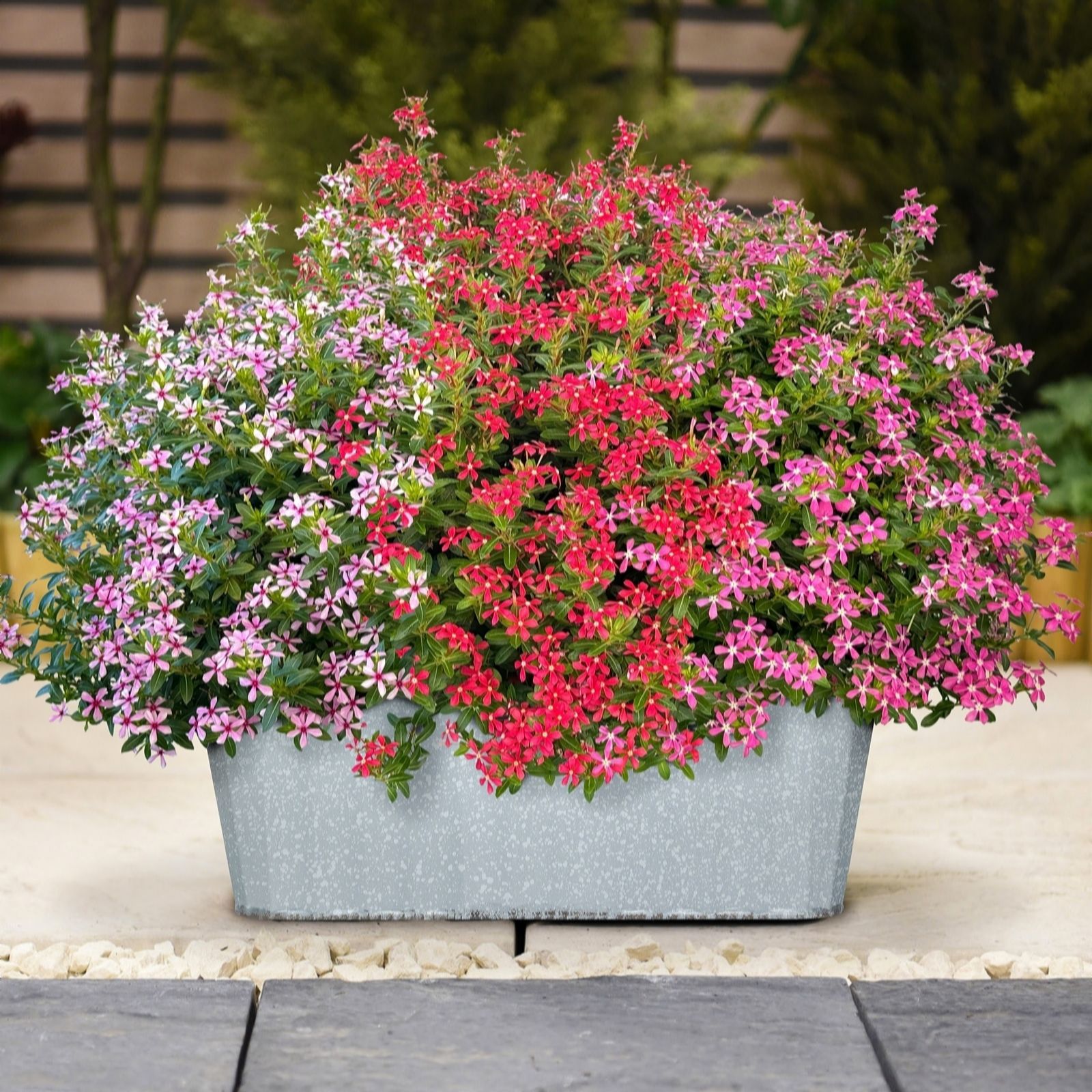 Thompson & Morgan Soiree Sweet Besties Trio 9cm Pot x3 with Trough