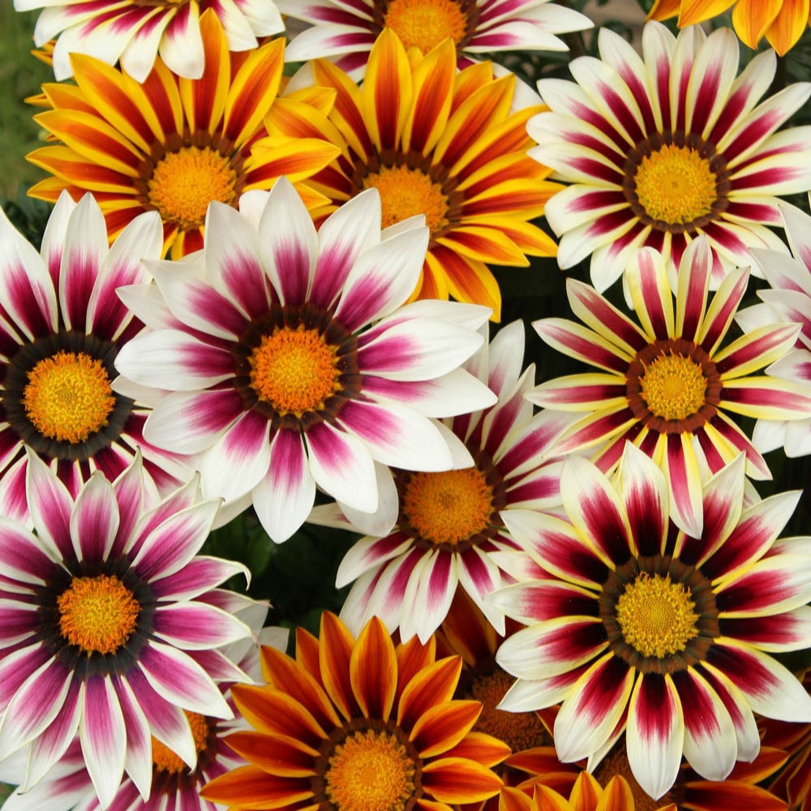 YouGarden Gazania Firecracker Plug Plants x12