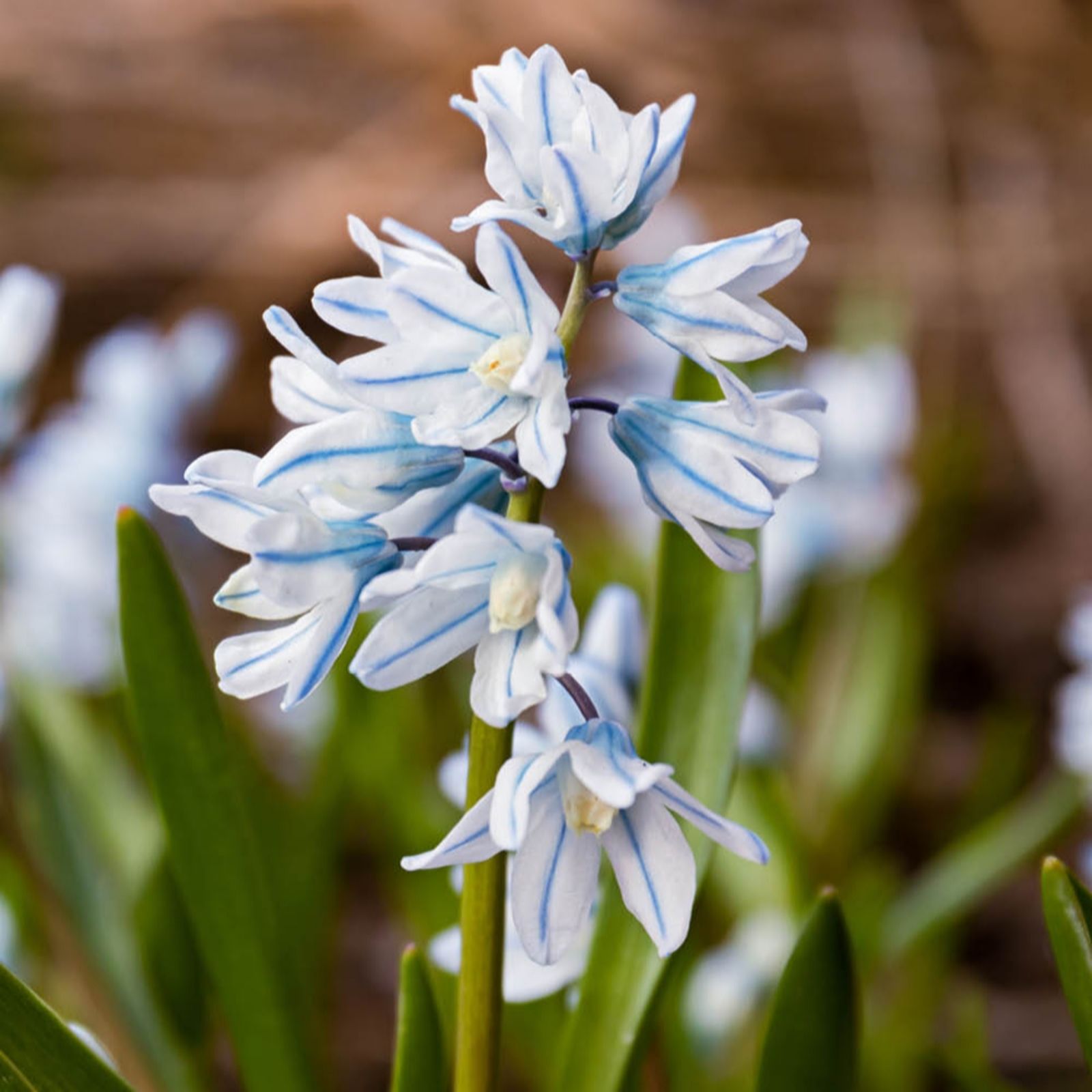 YouGarden Puschkinia 'Libanotica' x60 Bulbs