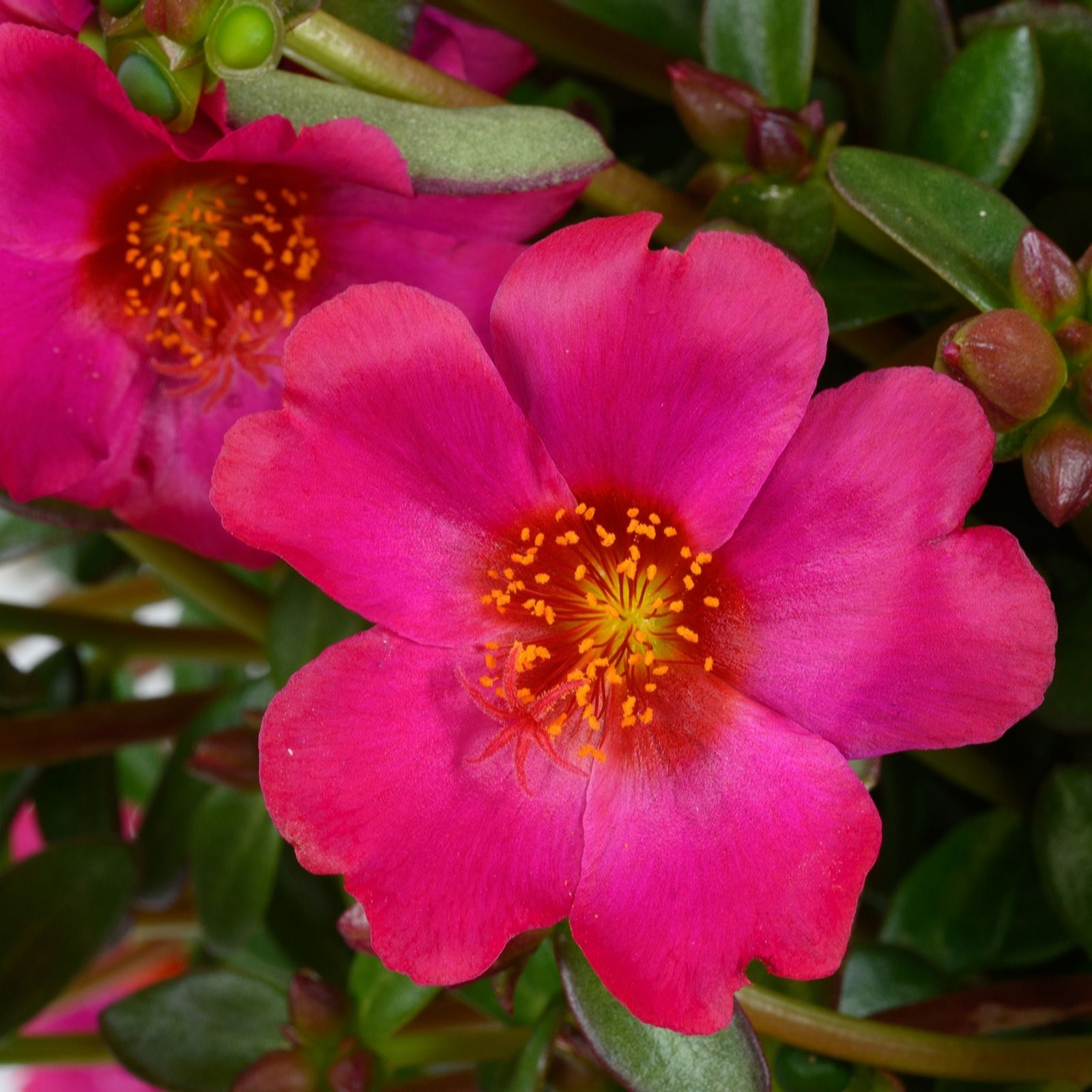 Richard Jackson Portulaca Mega Pazzaz Power Plants 5x 5.5cm