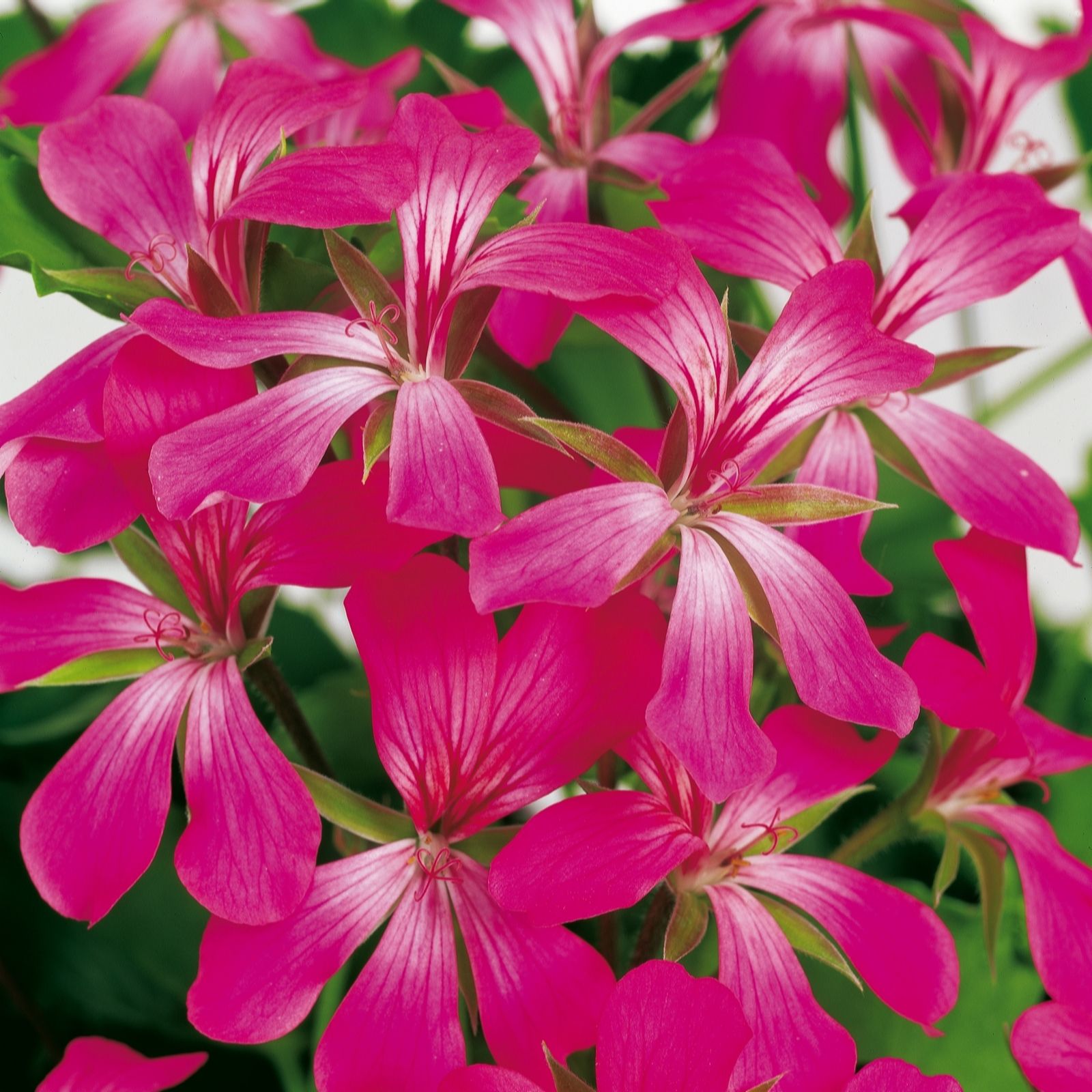 Plants 2 Gardens Geranium Ivy Leaf Collection 6 x 6cm