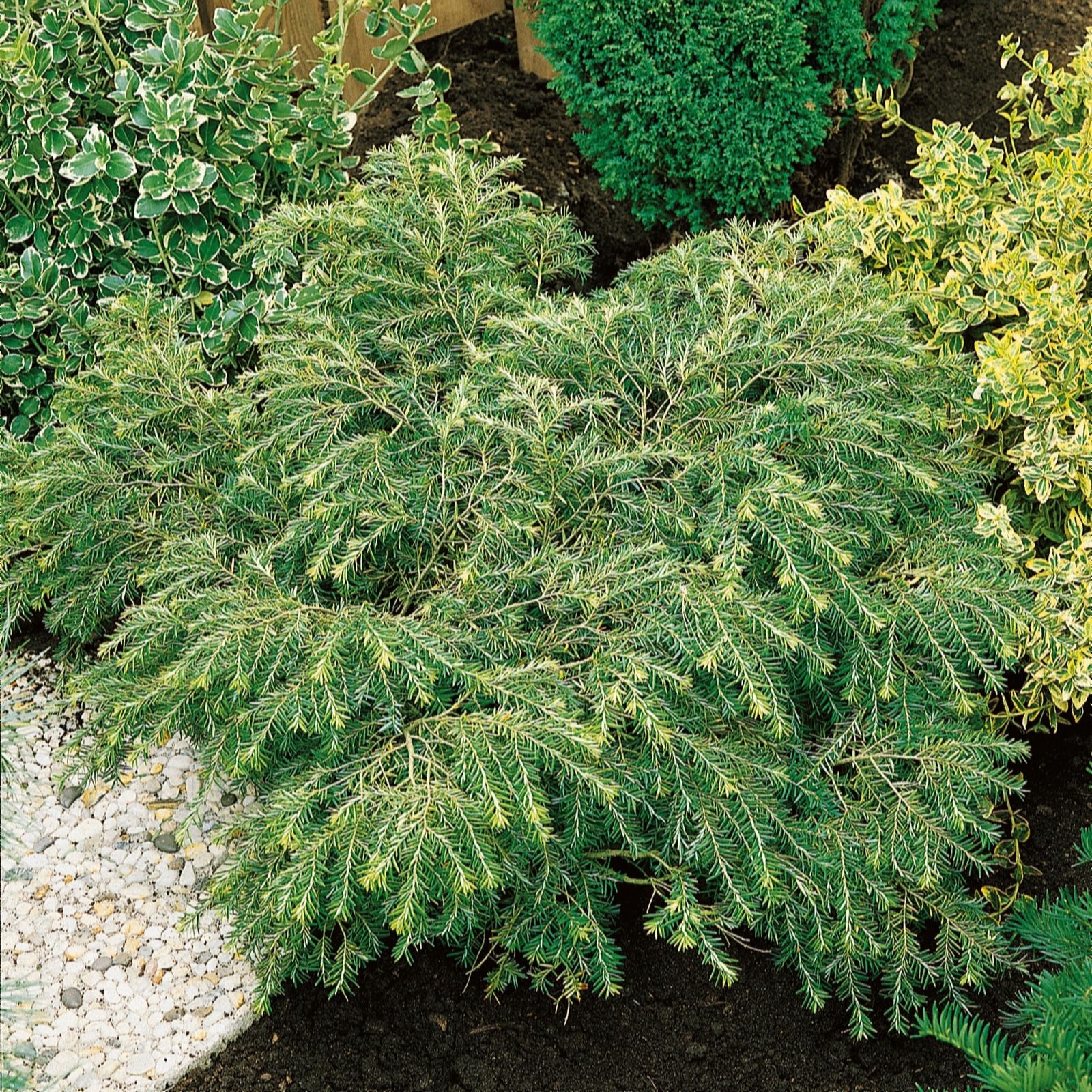 Plants 2 Gardens Tsuga Canadensis Jeddeloh 5ltr