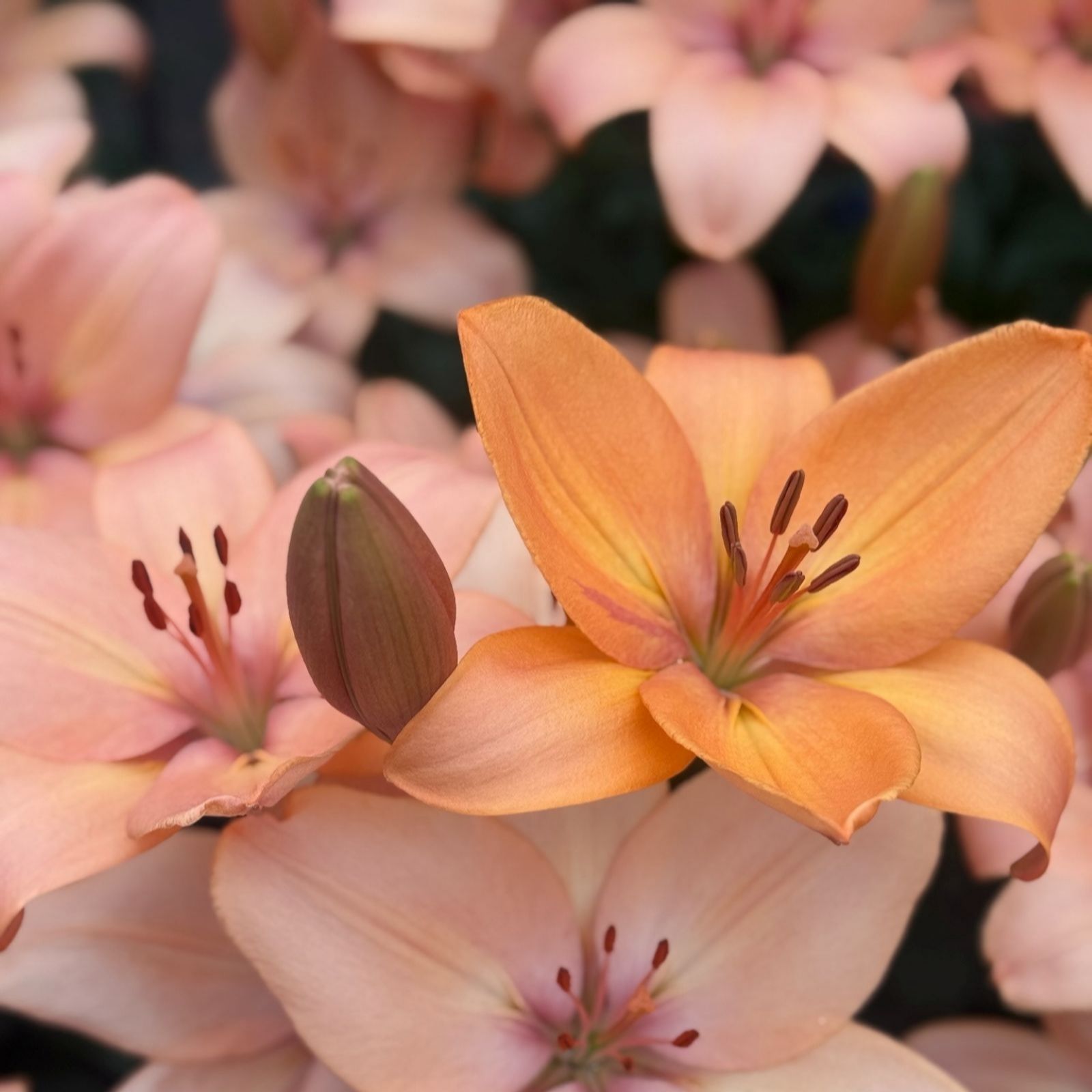 Thompson & Morgan Lily Apricot Shades Collection x 9 Bulbs