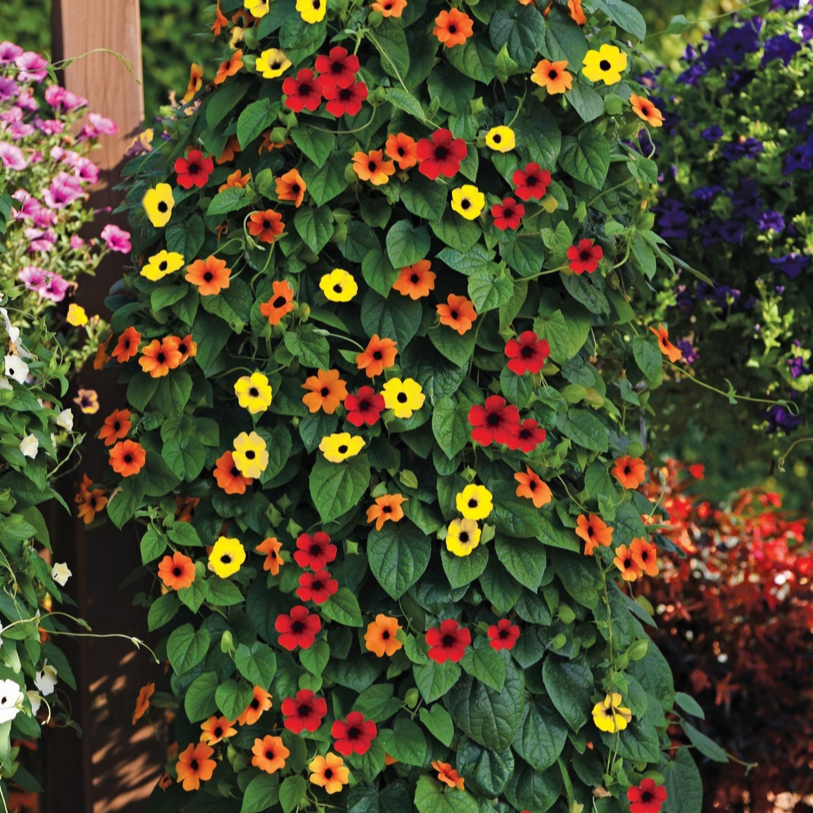 Thompson & Morgan Thunbergia Mix Pot x 3 + Tower Pot
