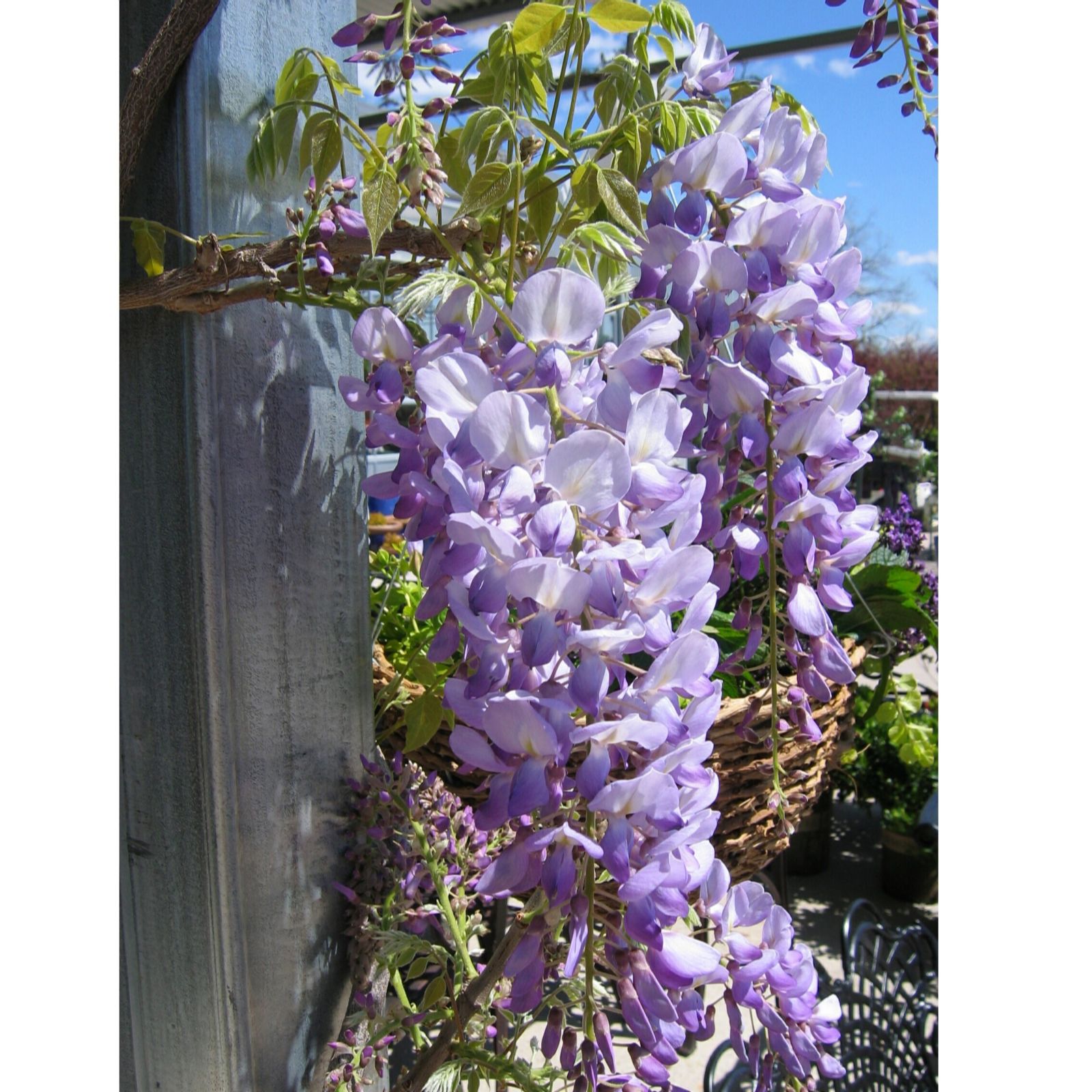Frank P Matthews Wisteria Lavender Falls 7 Litre Container
