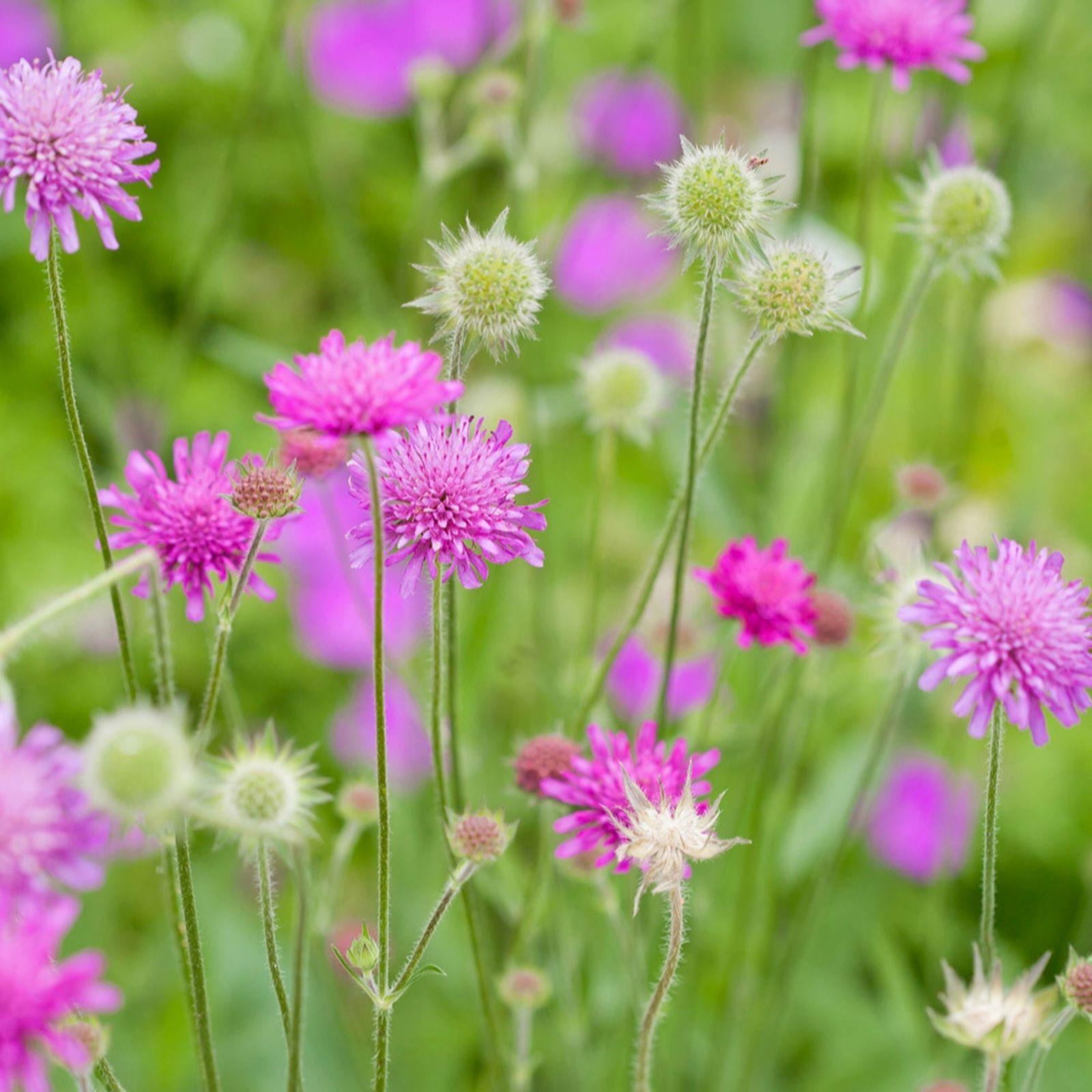 YouGarden Knautia 'Macedonica' in 9cm pots x3