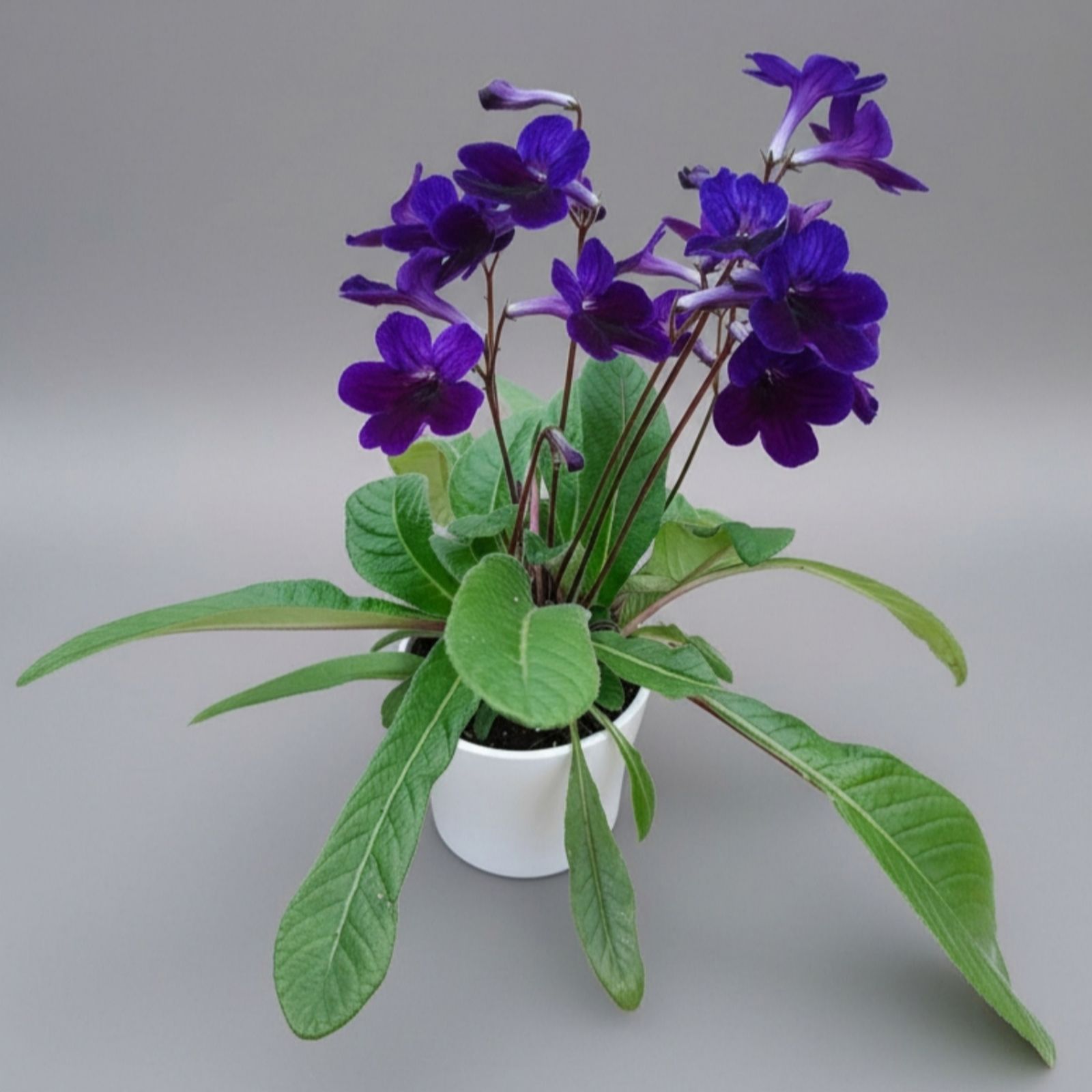 Dibleys Streptocarpus Targa and Streptocarpus Bethan