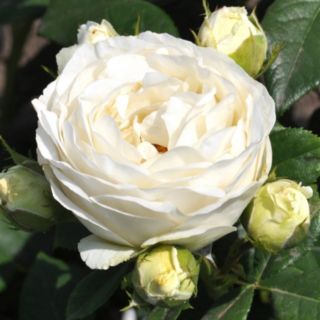 YouGarden Rose 'Pearl Vaza' in a 4L Pot