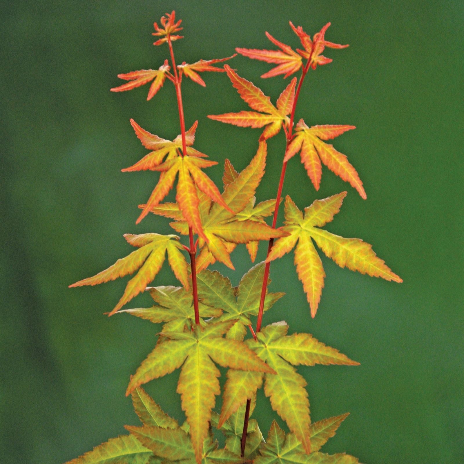 Plants2Gardens Acer Red Wine 3ltr