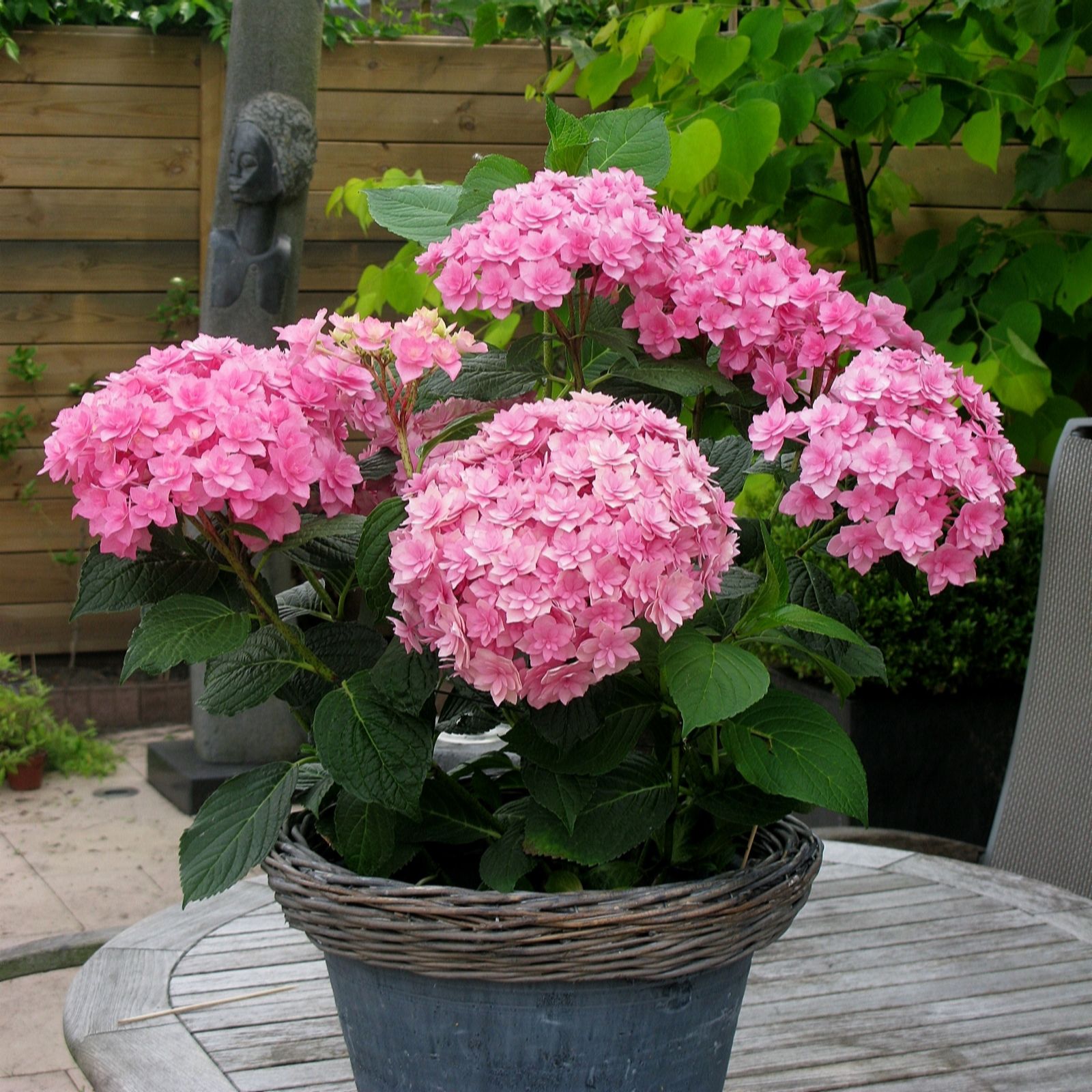 Plants2Gardens Hydrangea Expression 3litre Potted Plant