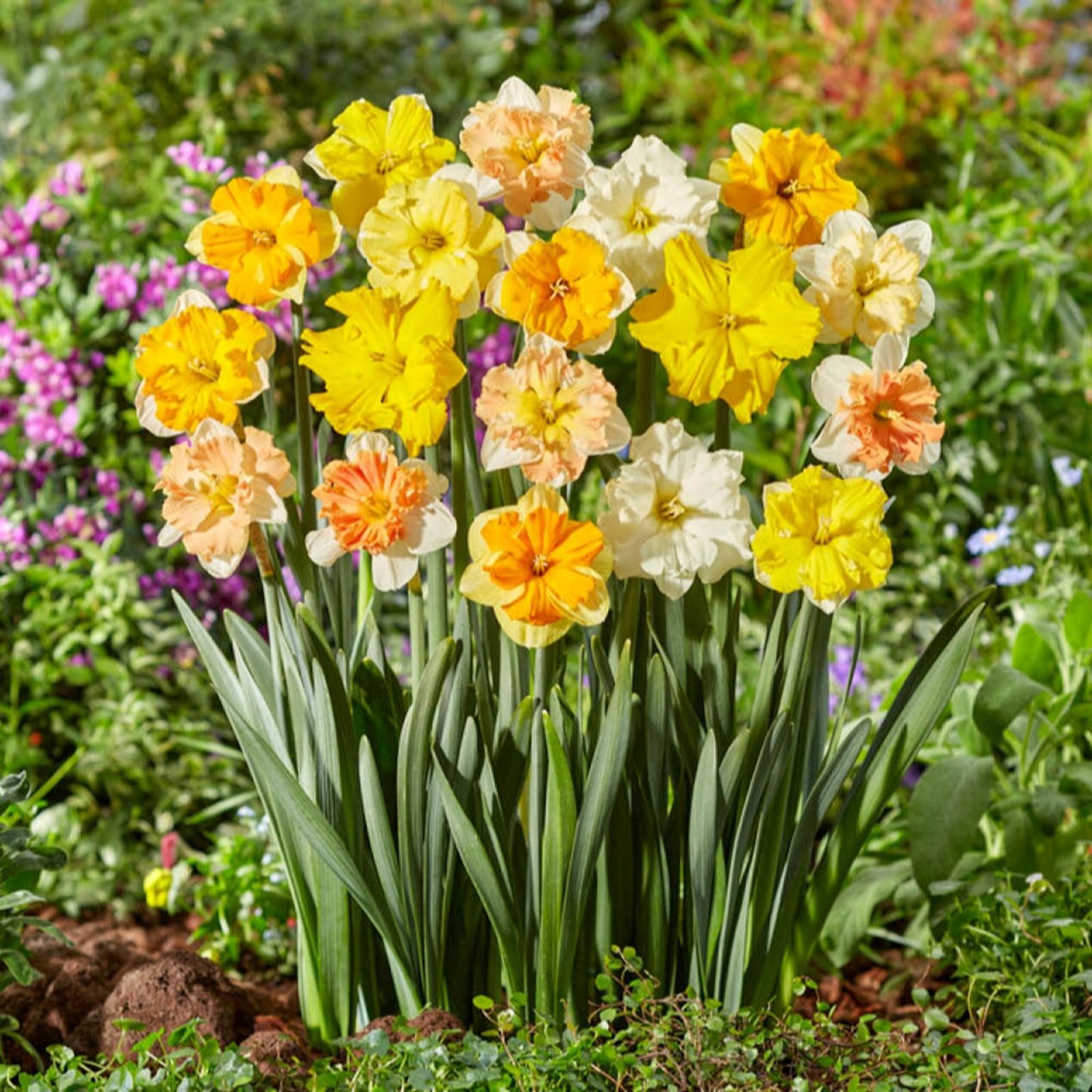 YouGarden Narcissus 'Collared mix' x20 bulbs