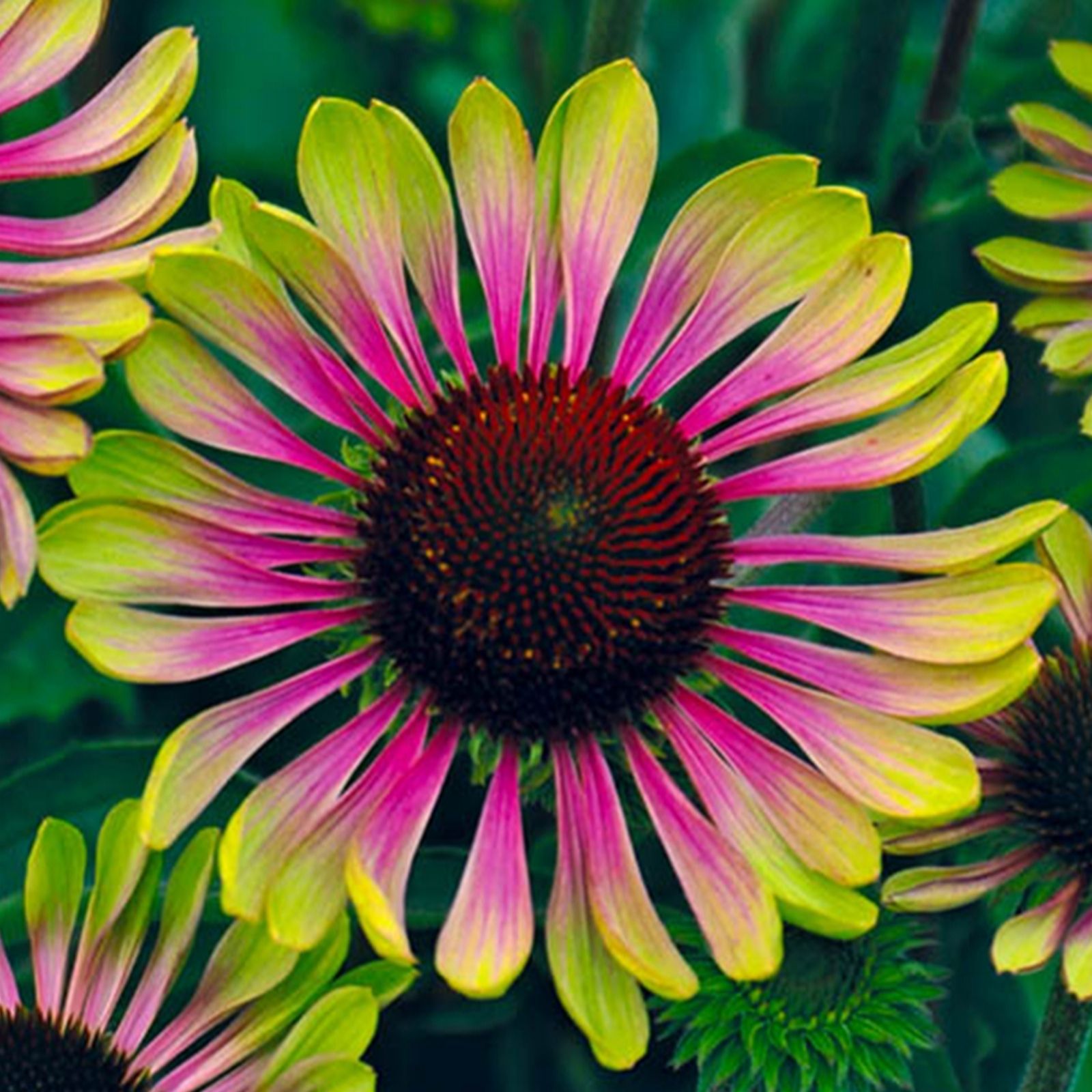 YouGarden Echinacea Green Twister 9cm pots x3