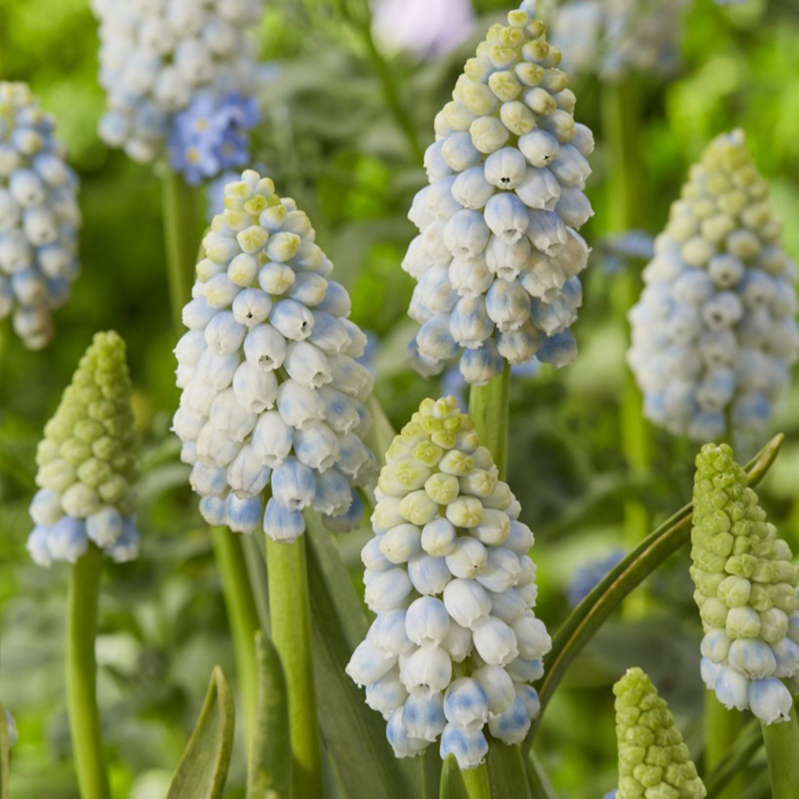 Thompson & Morgan Muscari Alaska 16 Bulbs