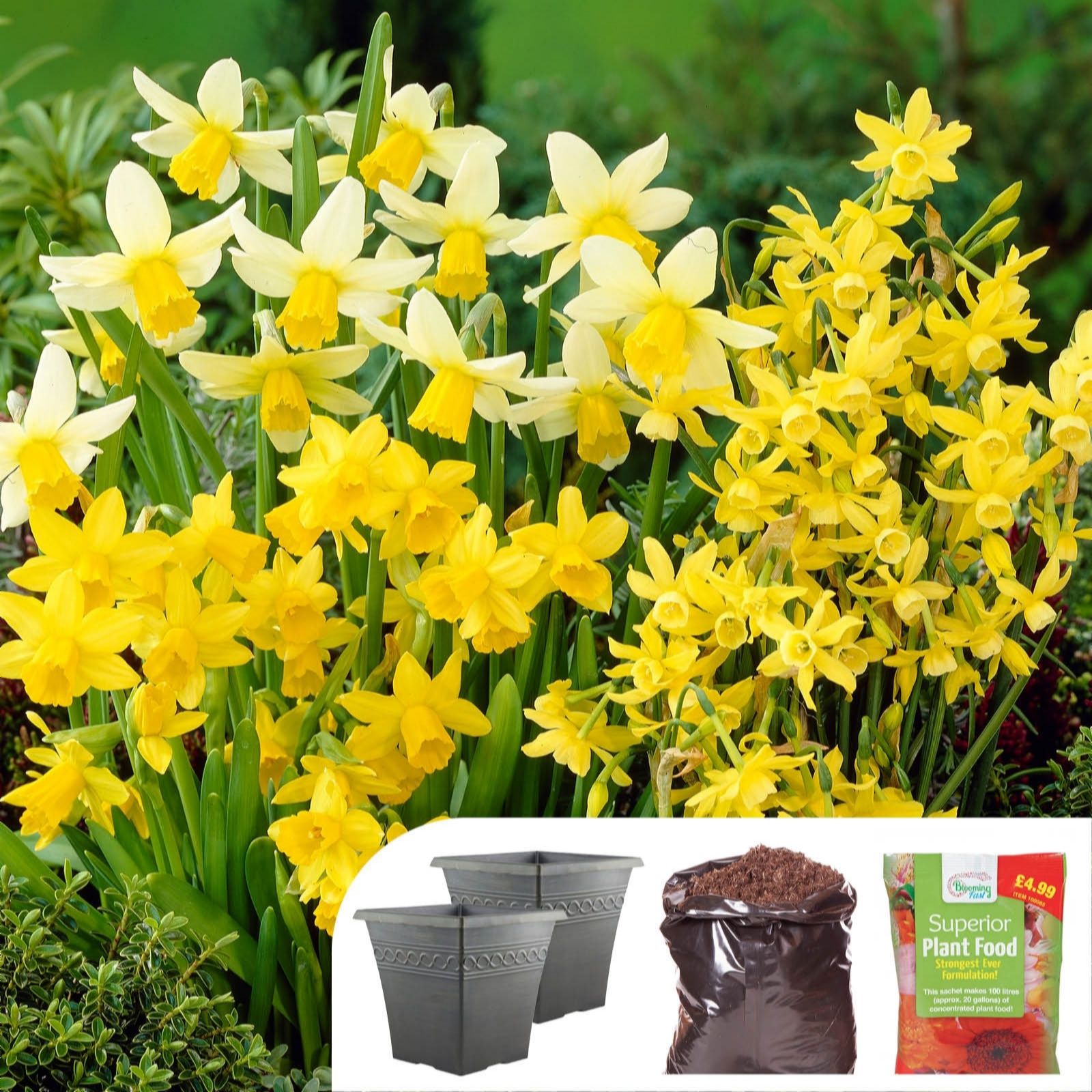 YouGarden Narcissus Mini Collection inc 35 Bulbs & 2x Infinity Planters