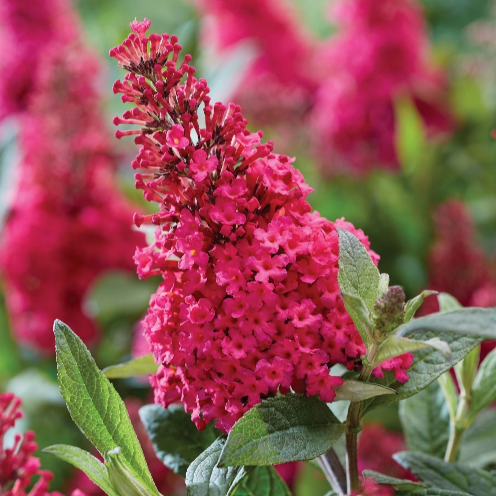 Richard Jackson Buddleia Butterfly Candy Little Ruby 1x 3 Litre Pot