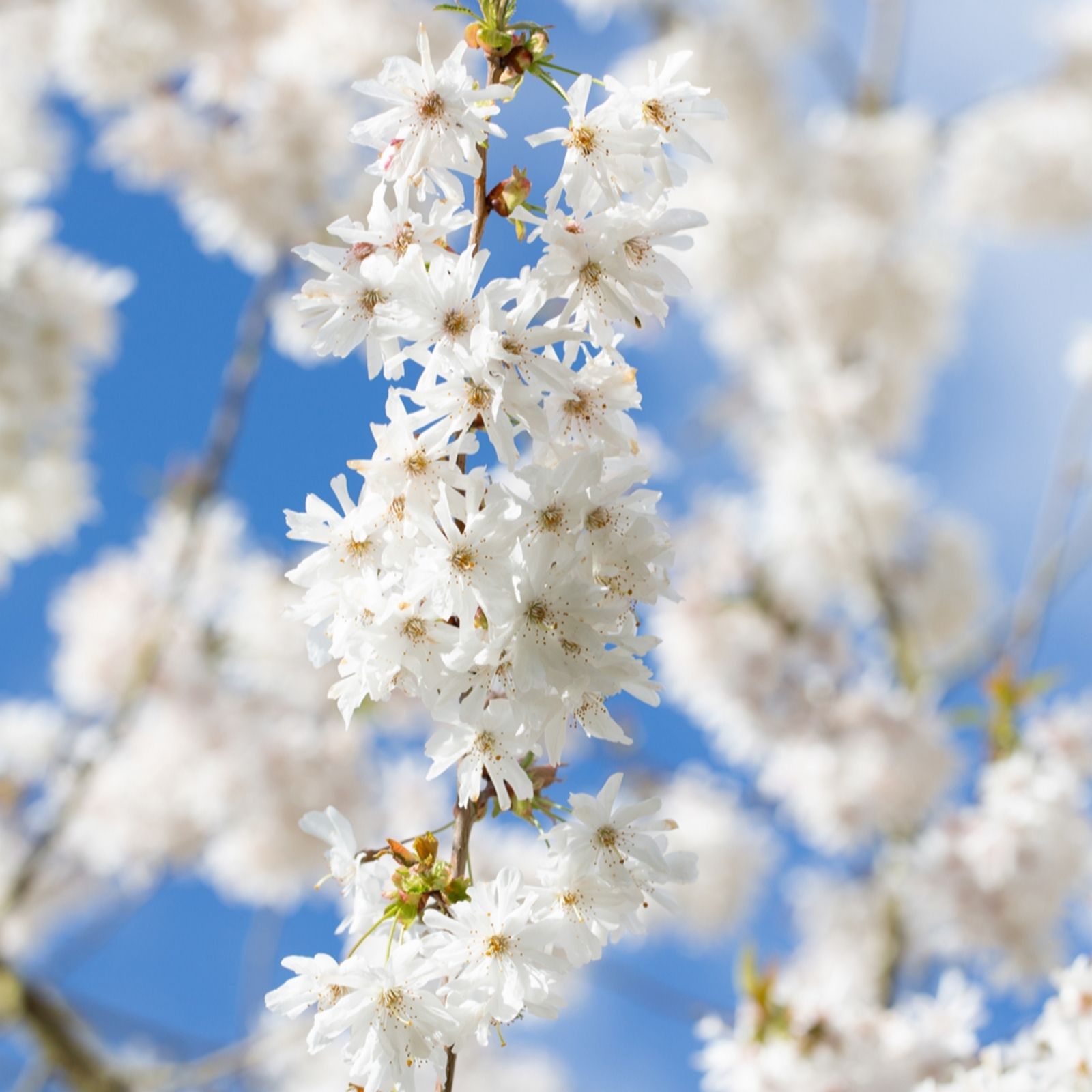 Frank P Matthews Prunus Starlight in 12 Litre Pot