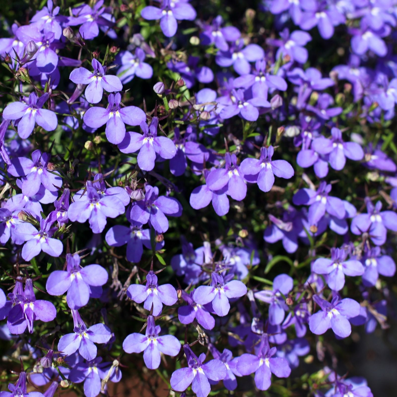 Richard Jackson Lobelia Electric Blue Power Plants 5x 5.5cm