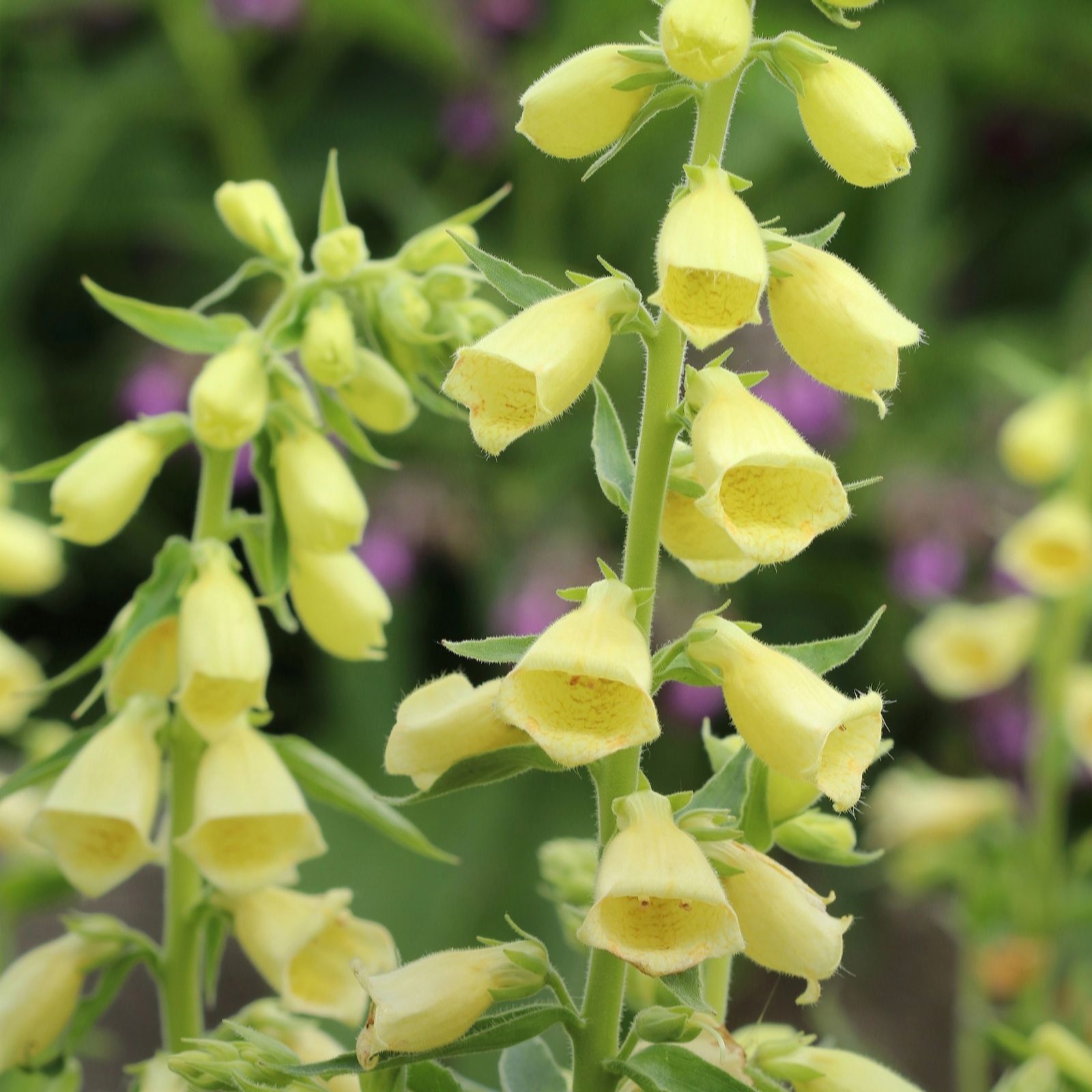 Plants 2 Gardens Digitalis Carillon 6 x6 cm