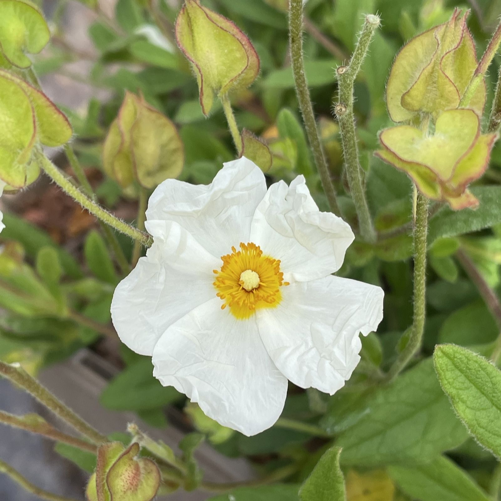 Plants2Gardens Cistus Thrive 3L