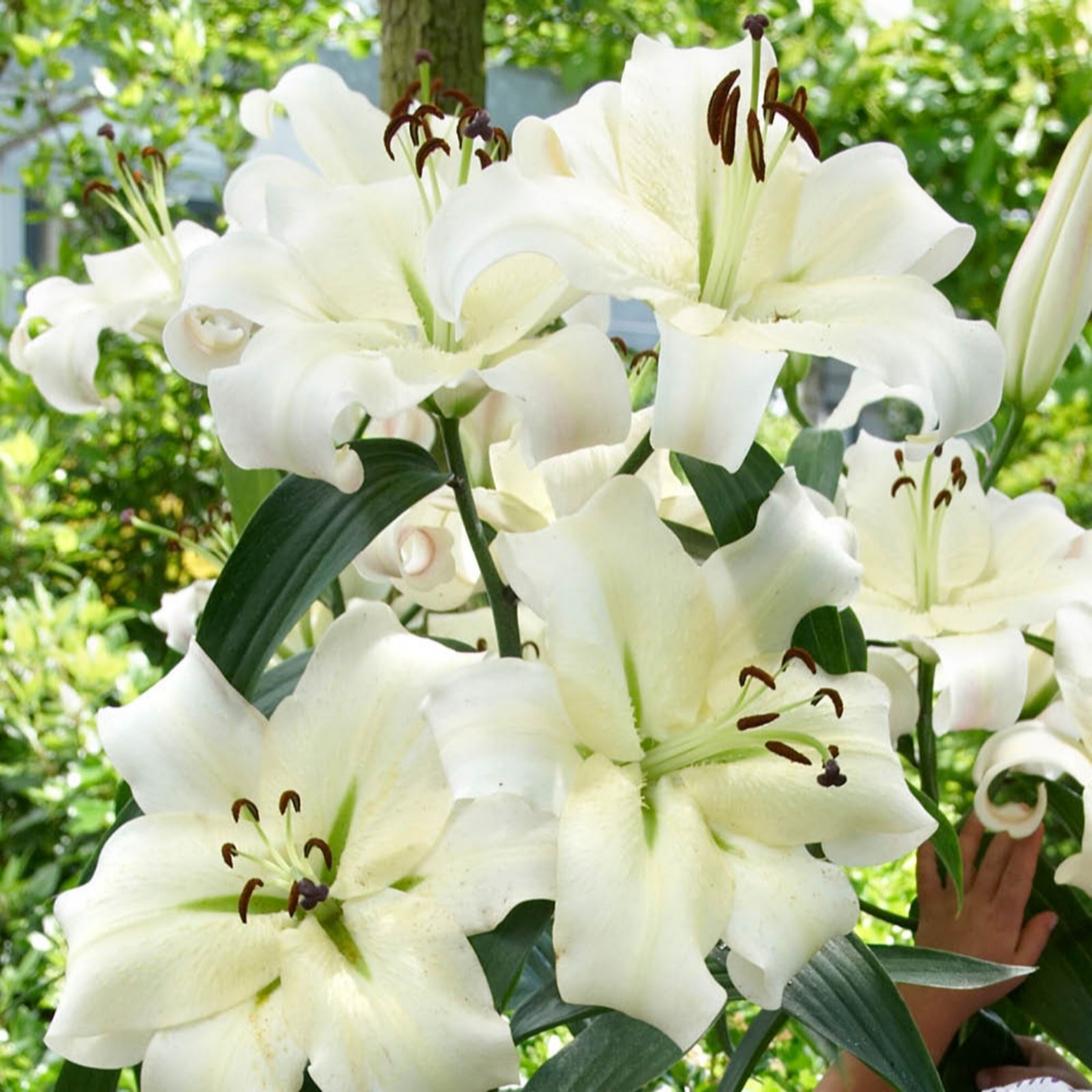 YouGarden Skyscraper Lily 'Pretty Woman' Bulbs x 10