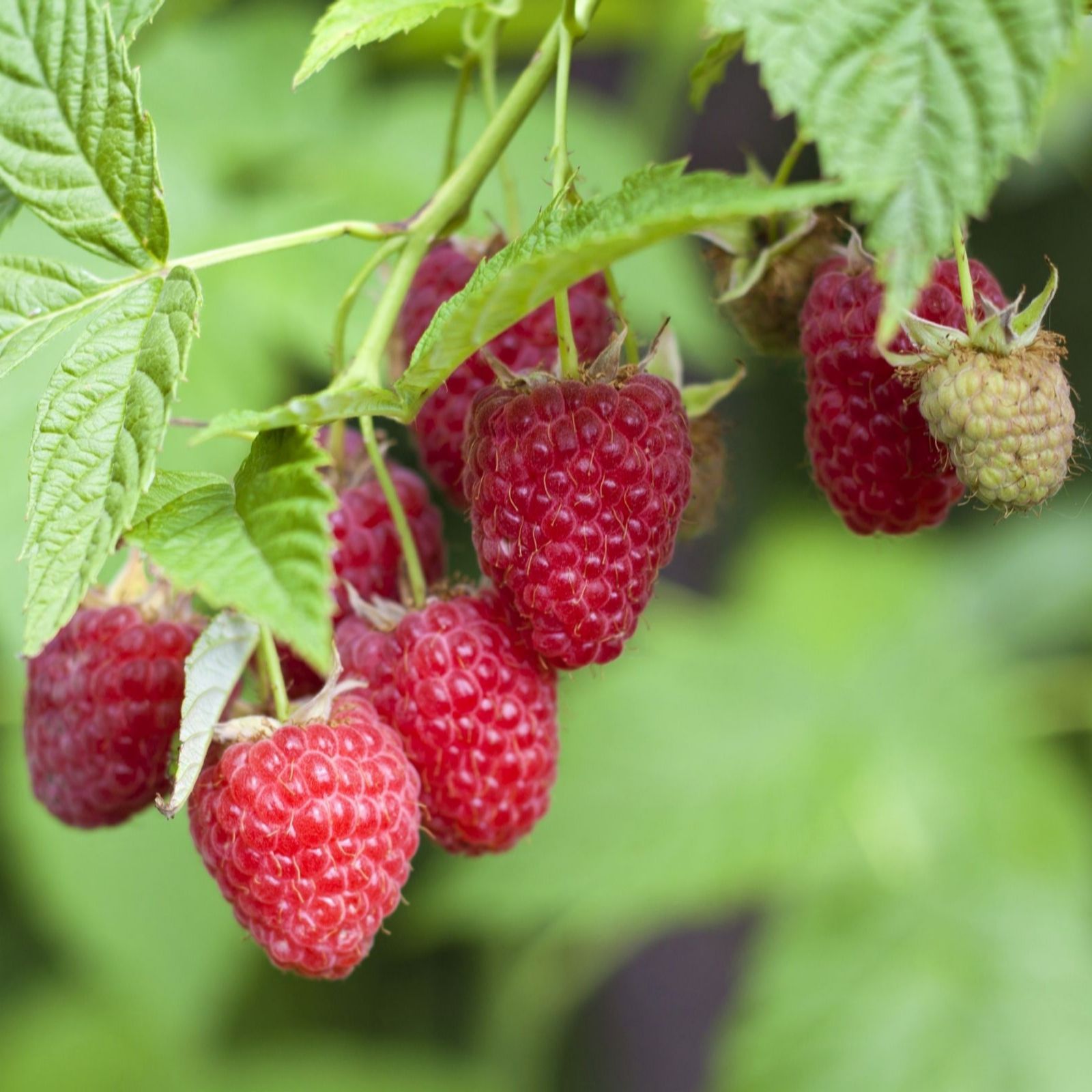 Suttons Raspberry Autumn Bliss 6 Canes