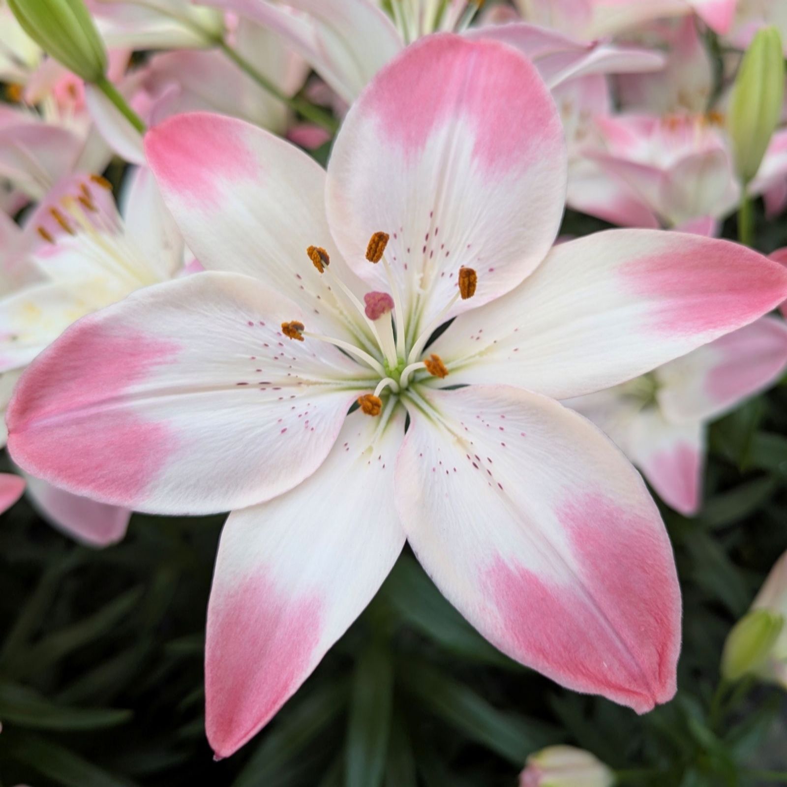 Thompson & Morgan Lily Sugar Love x 6 Bulbs