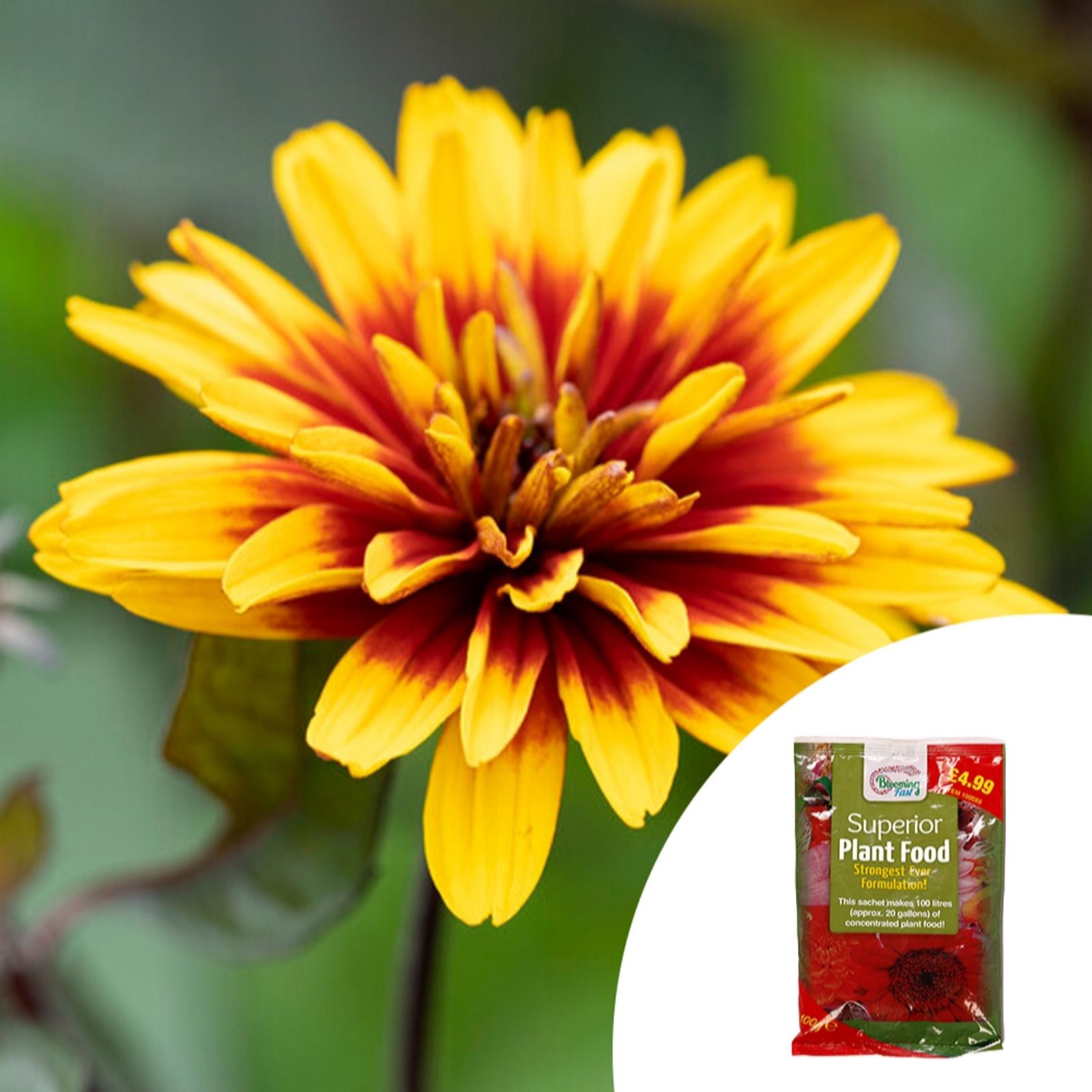 YouGarden Heliopsis 'Funky Spinner' in 9cm pots x3 & 100g Fertiliser