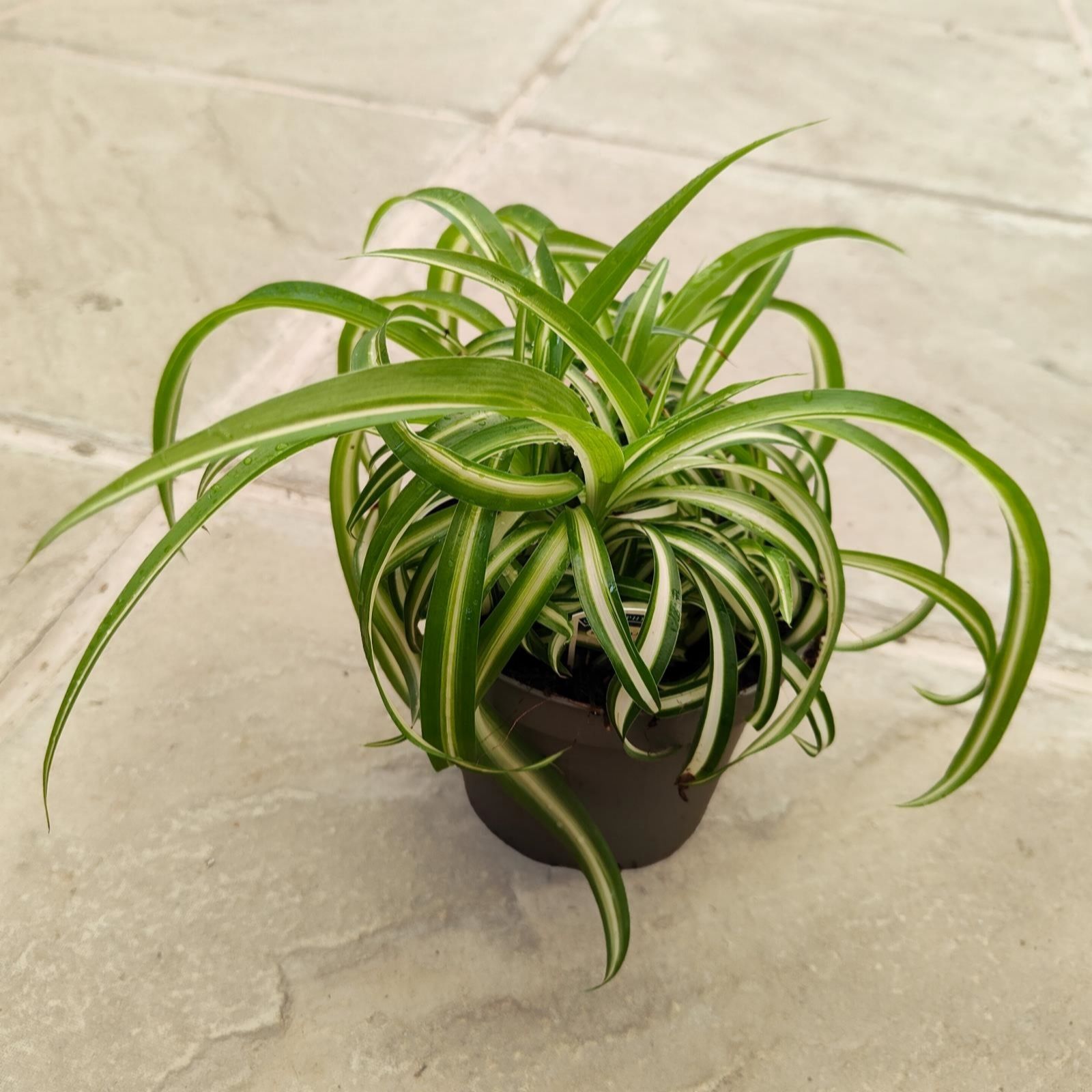 Dibleys Chlorophytum Curly Spider Plant
