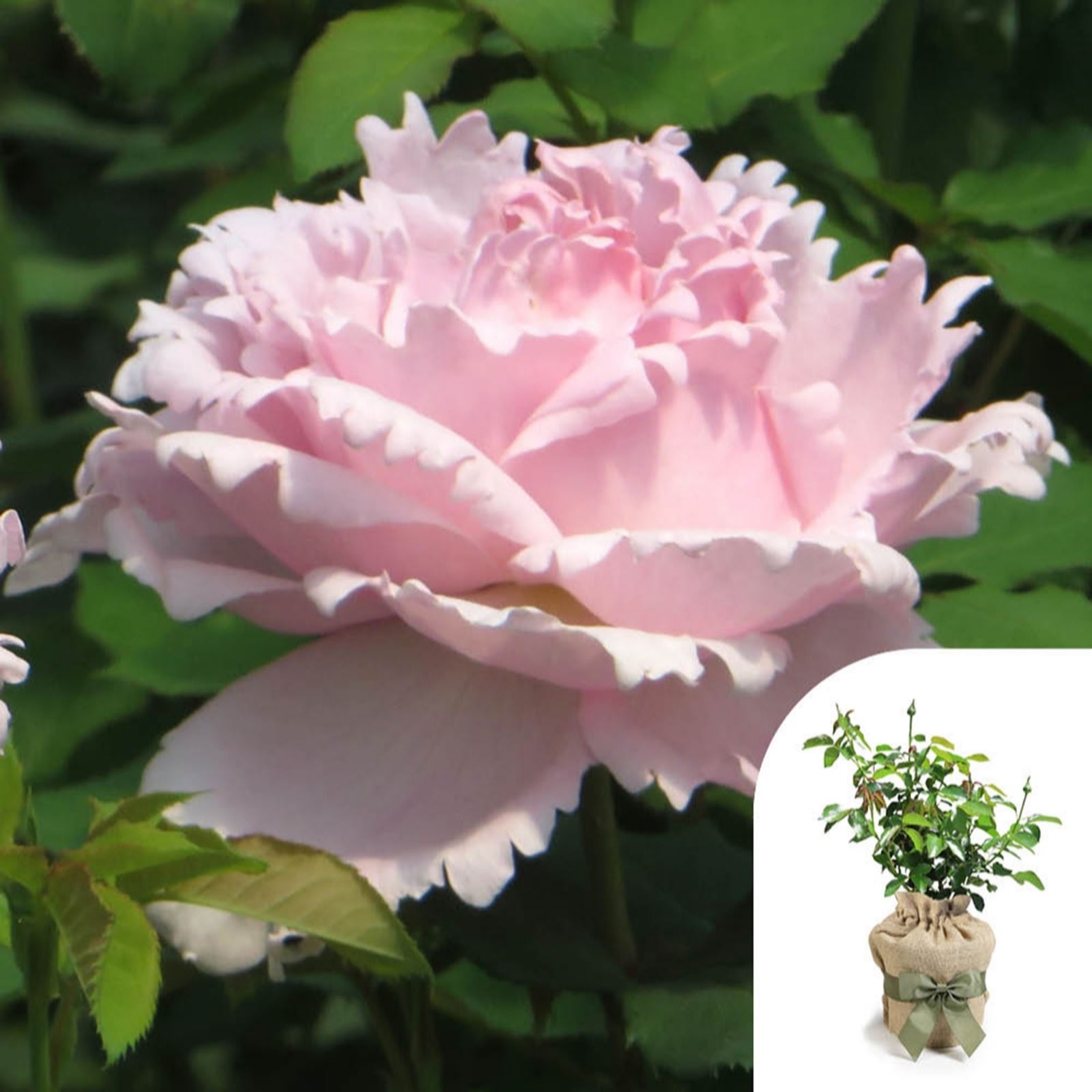 YouGarden Rose 'The Birthday Girl' in a 4L Pot Gift Wrapped