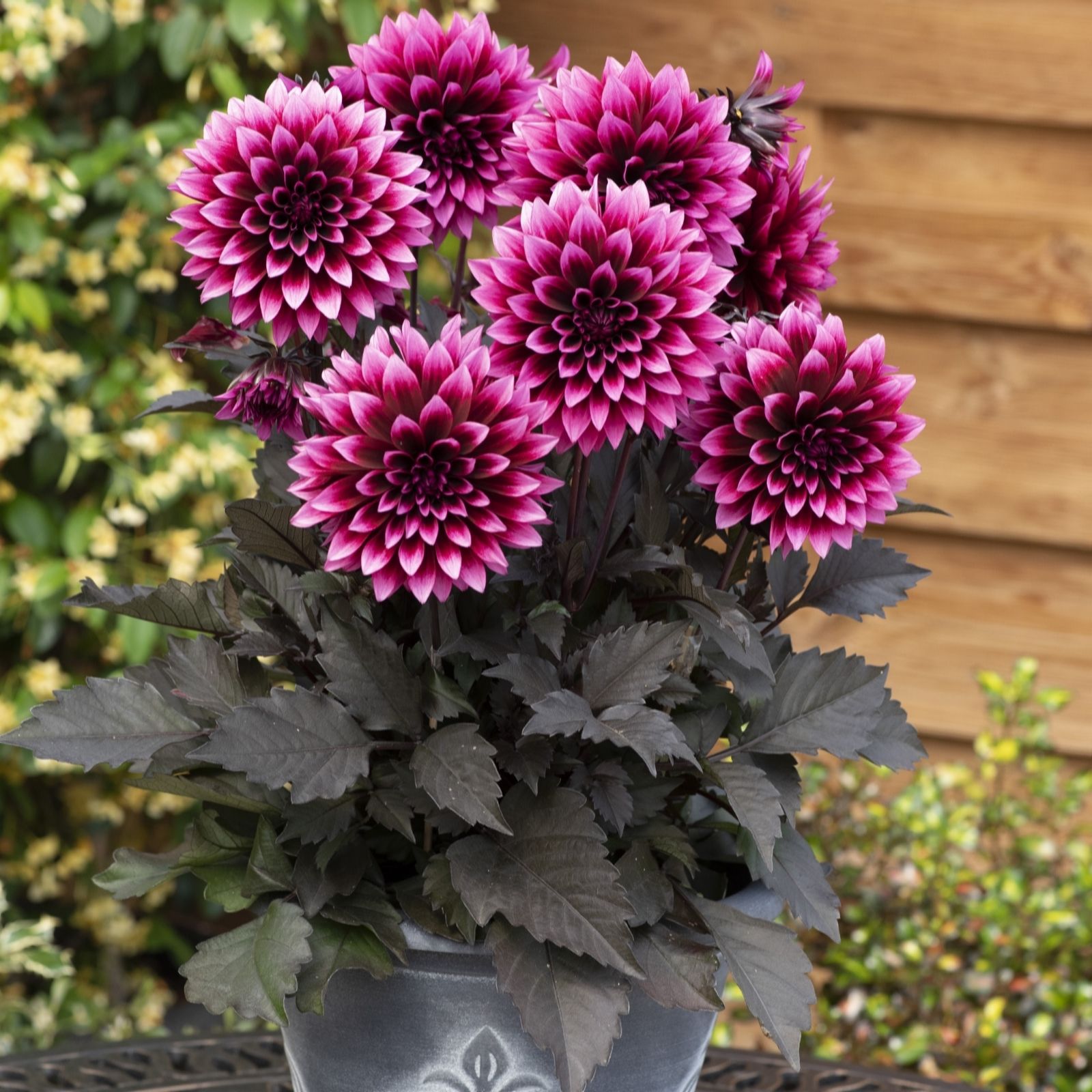 Plants 2 Gardens Dahlia Velvet Crush 3x 2 Litres