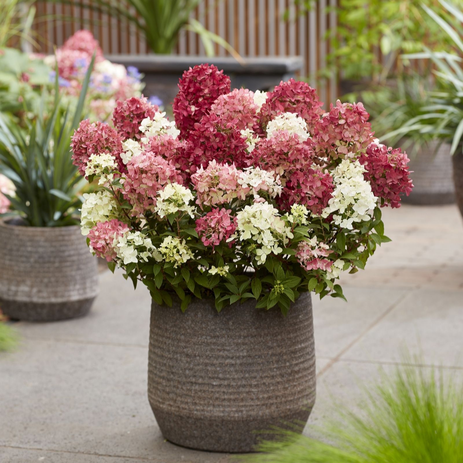 Plants2Gardens Hydrangea Groundbreaker Ruby 3litre Potted Plant