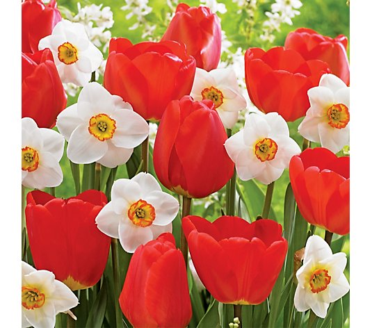 de Jager 20x Tulip Apeldoorn and Narcissus Flower Record Bulbs