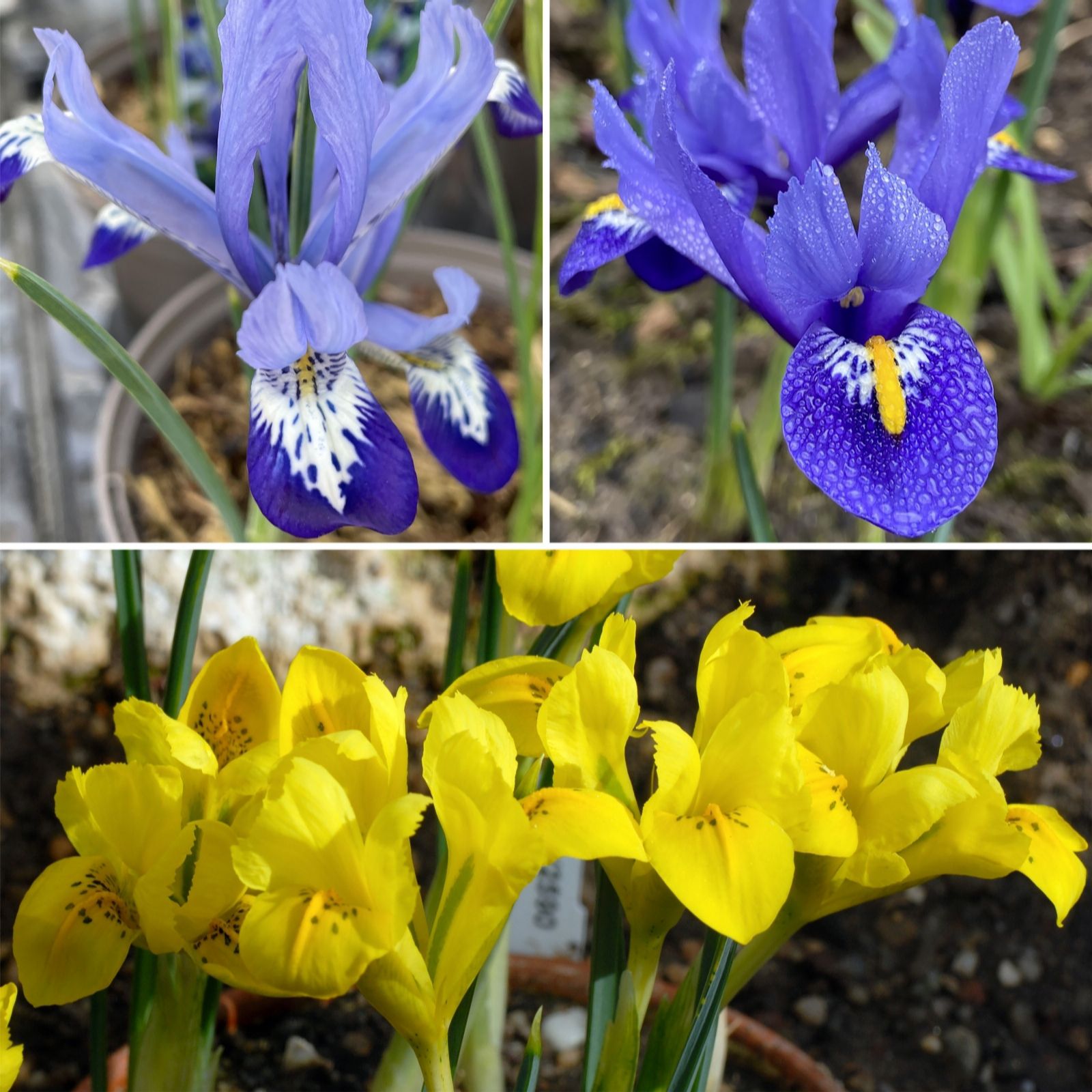 Richard Jackson's Spring Beauty Dwarf Iris 27 x size 6+ bulbs