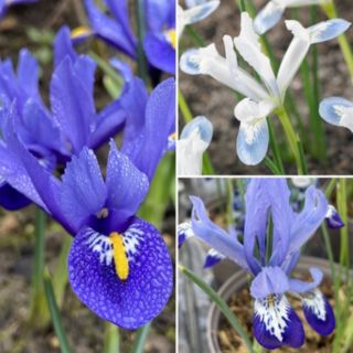 Richard Jackson's Spring Beauty Dwarf Iris 27 x size 6+ bulbs